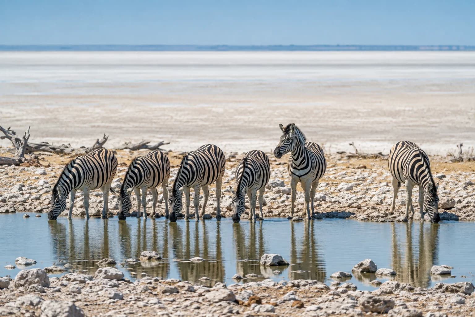AI-generated illustration: A line of zebras at the edge of a waterhole beside Namibia's expansive white Etosha salt pan, shimmering pale horizon, clear midday light.