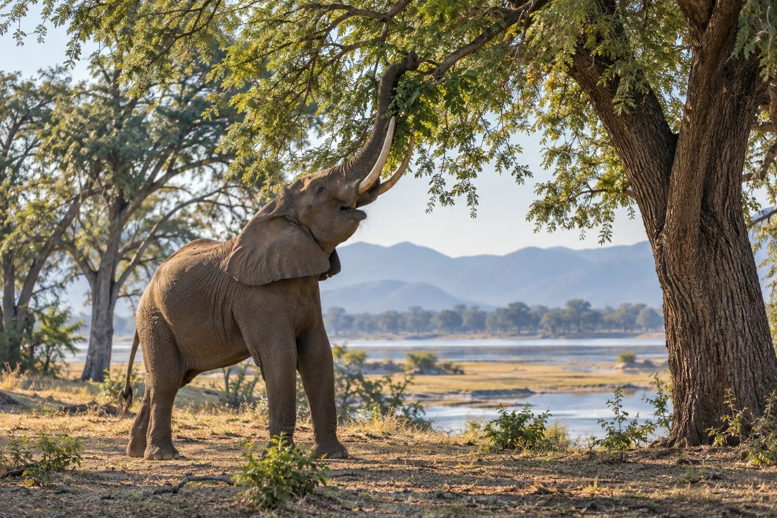 AI-generated illustration: An African elephant reaching upward into an ana tree canopy in Mana Pools Zimbabwe, floodplain woodland, dappled golden light and distant blue Zambezi.