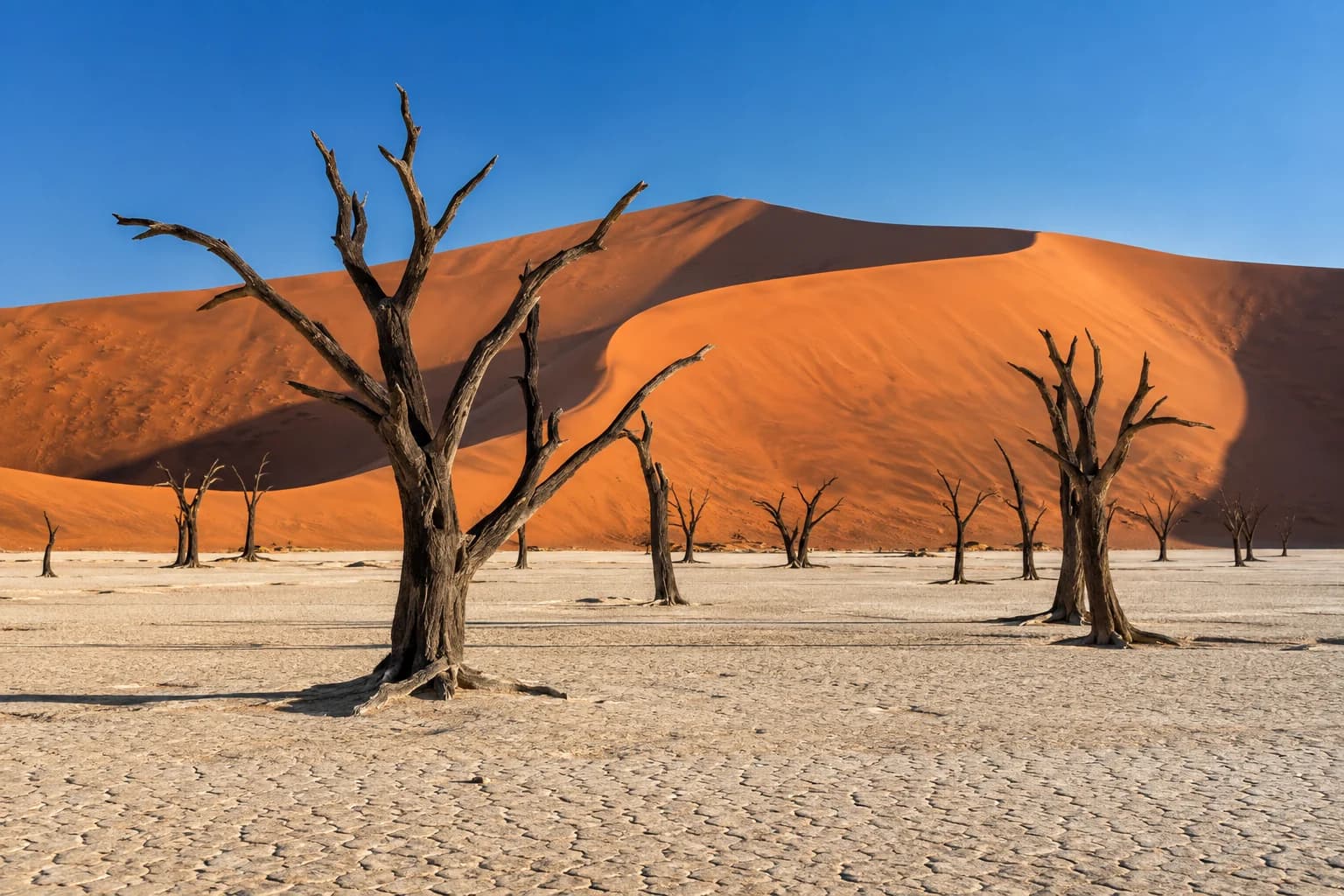 AI-generated illustration: Dead camelthorn trees on the pale cracked clay of Deadvlei near Sossusvlei Namibia, immense burnt-orange dune behind and cobalt sky, graphic natural landscape.