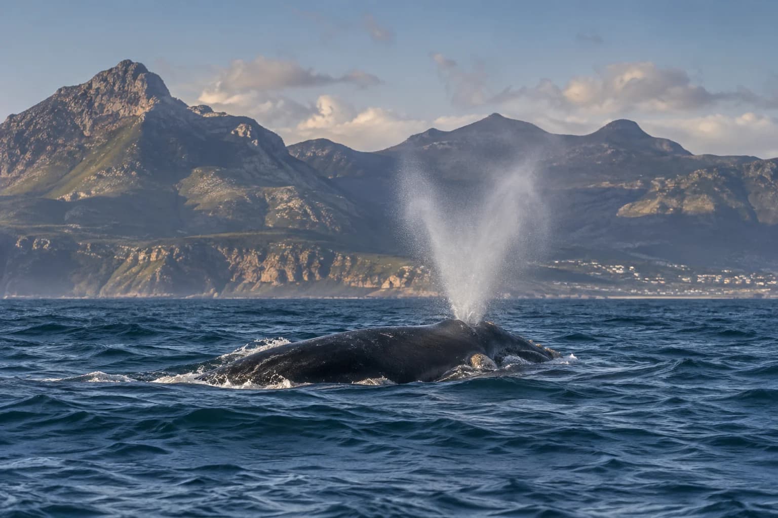 AI-generated illustration: A southern right whale surfacing offshore in South Africa's False Bay, broad dark back and V-shaped blow against a distant mountainous coastline, natural sea-level telephoto composition.