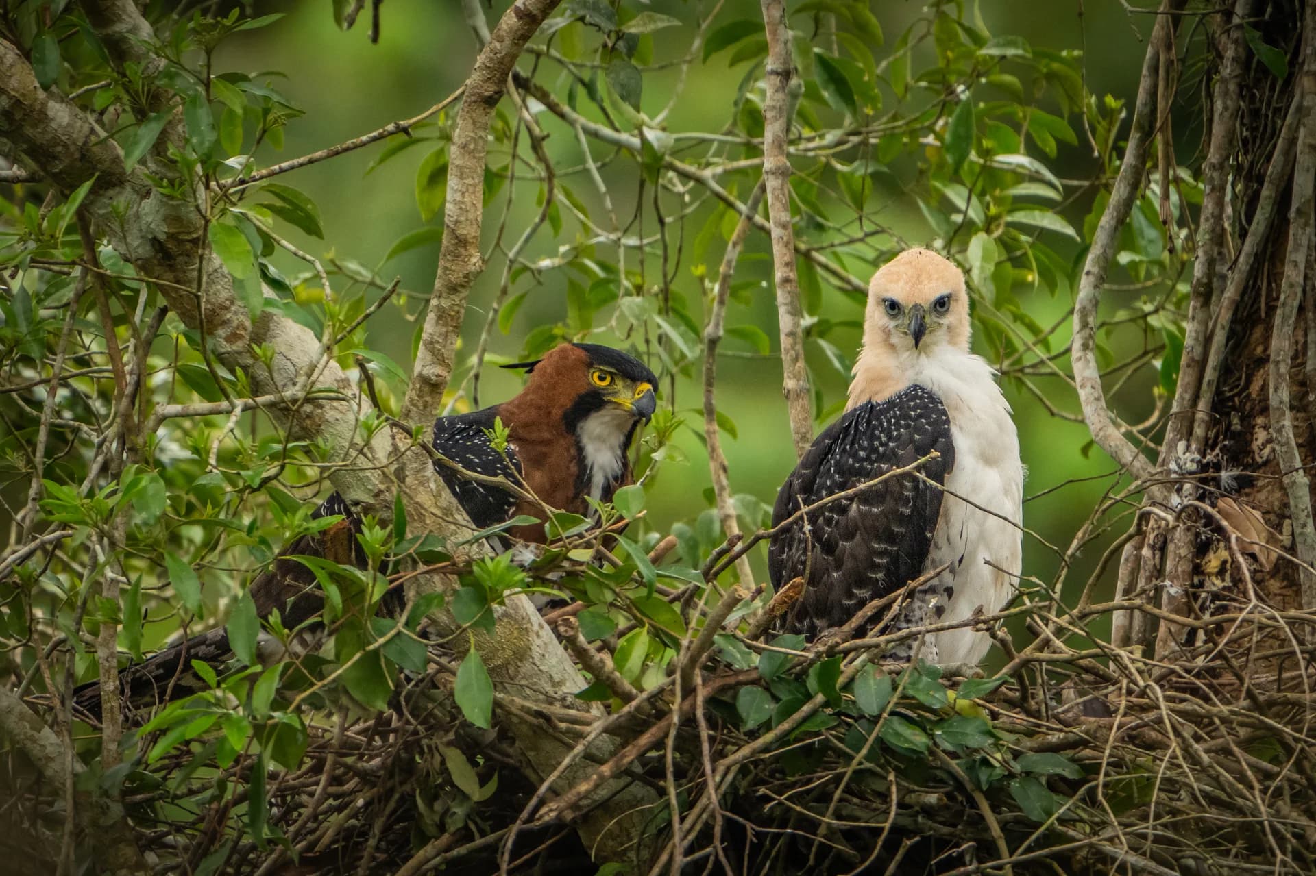 Eagles among dense Atlantic Forest foliage in Brazil