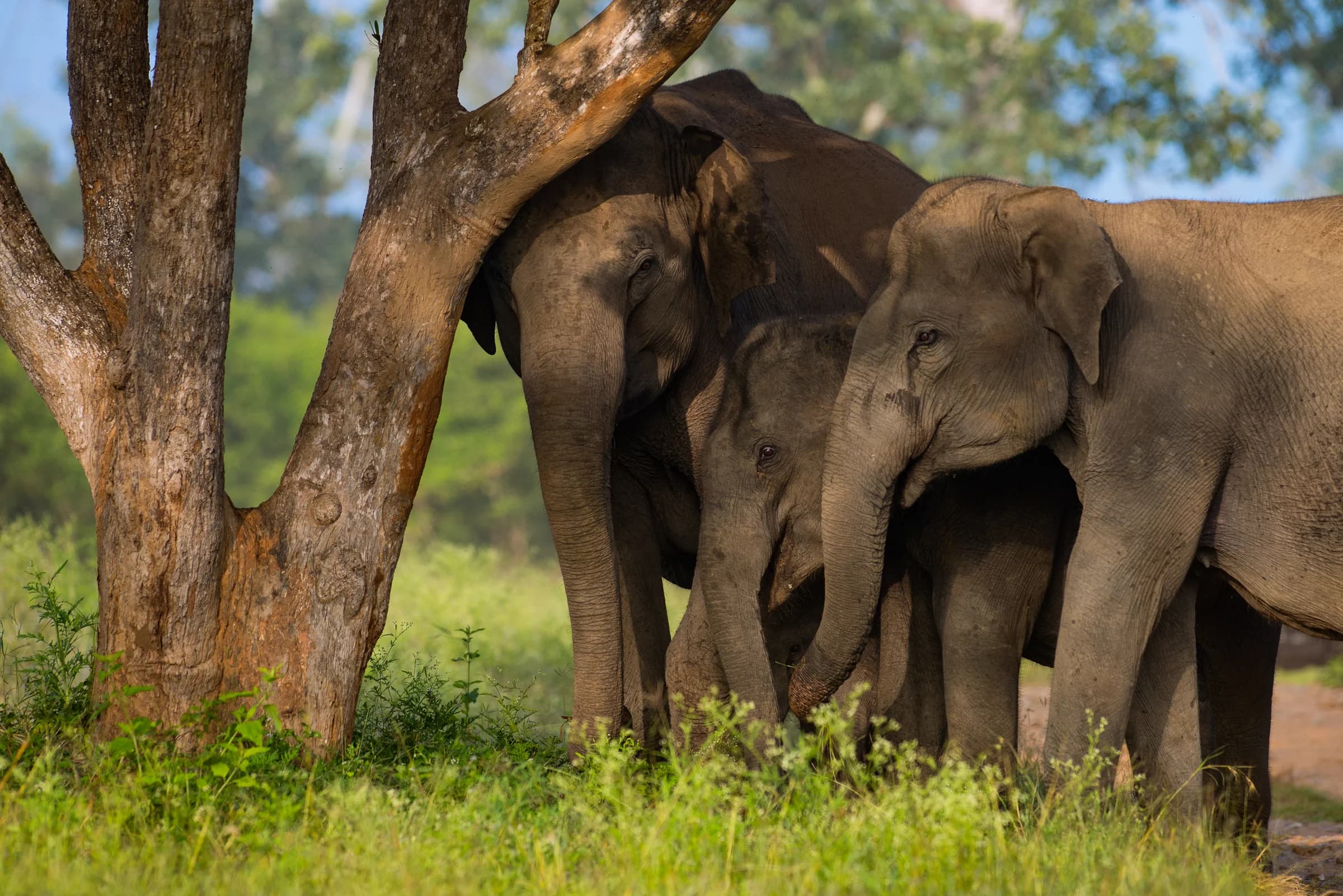 Elephant family resting beneath a tree in Bandipur