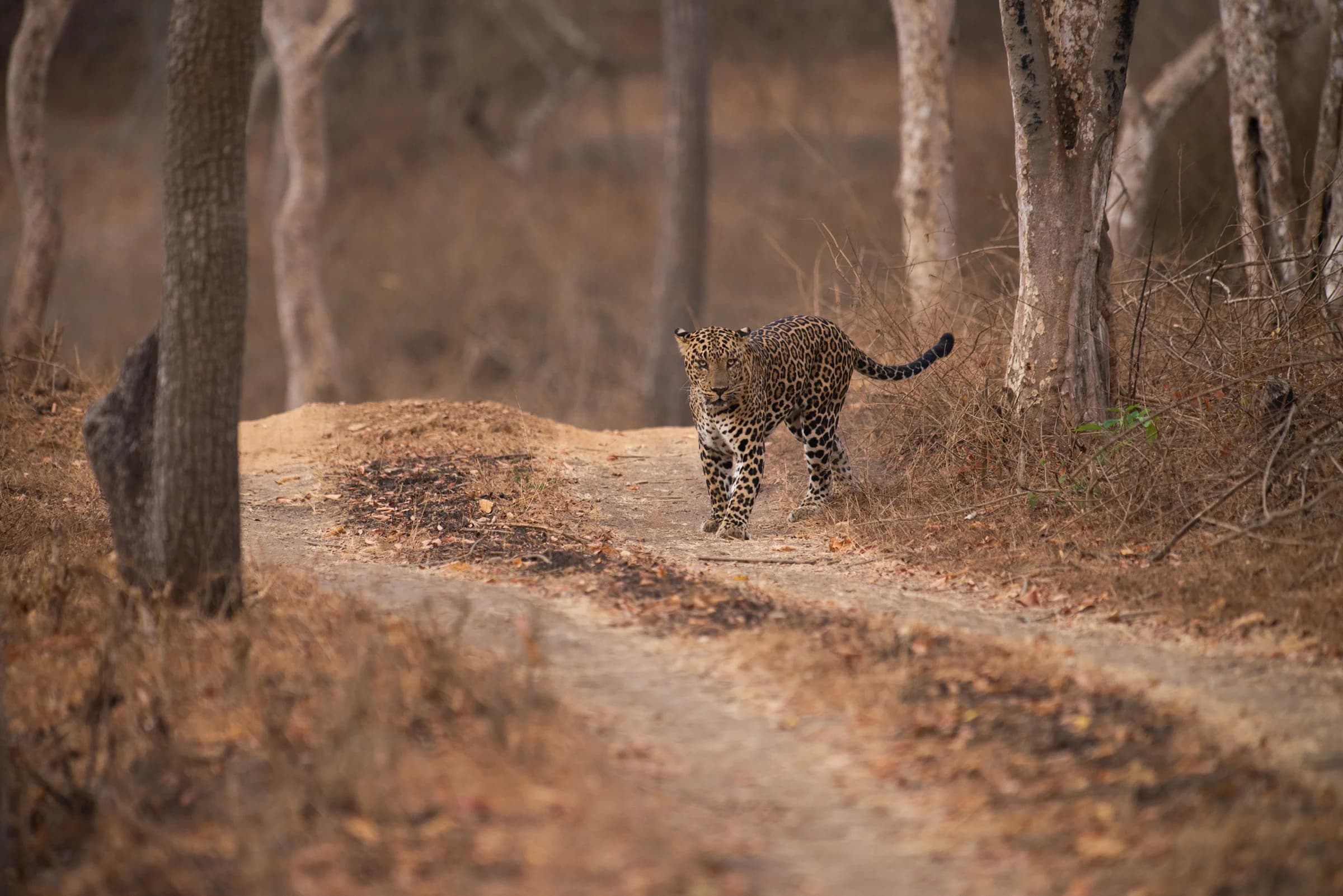 Leopard walking along a dusty forest track