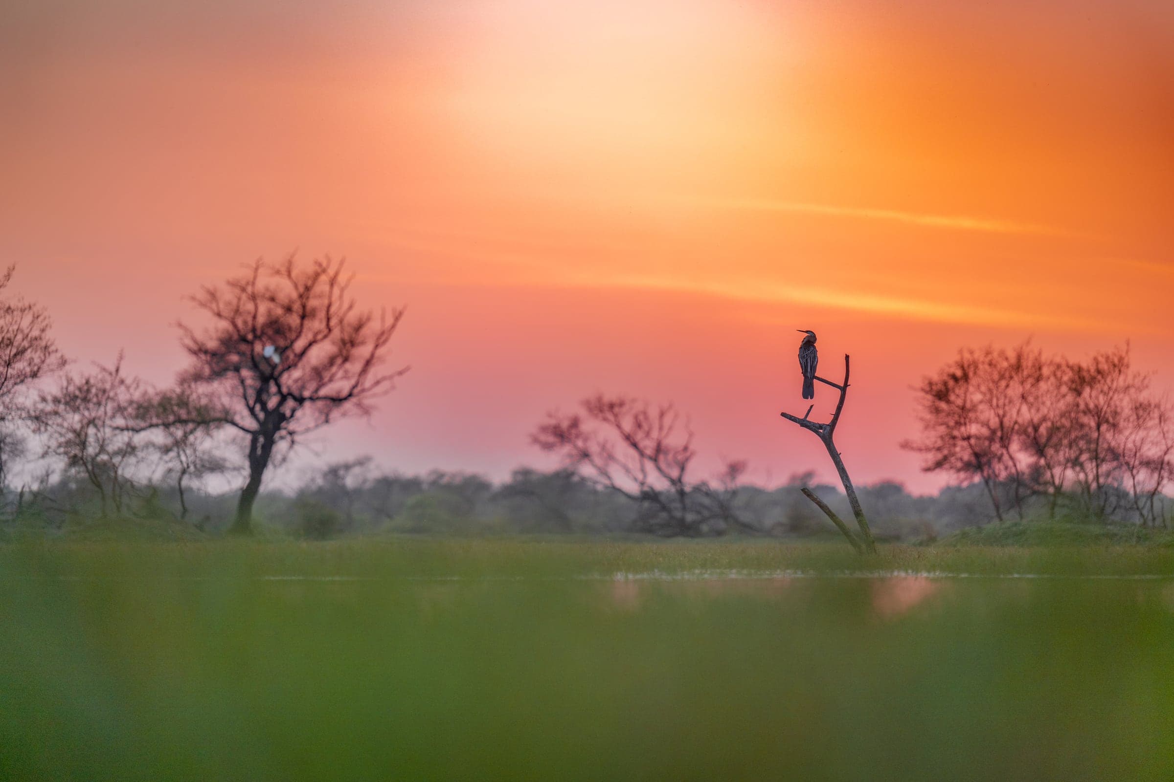 Bharatpur & Keoladeo wildlife and landscape photograph 2
