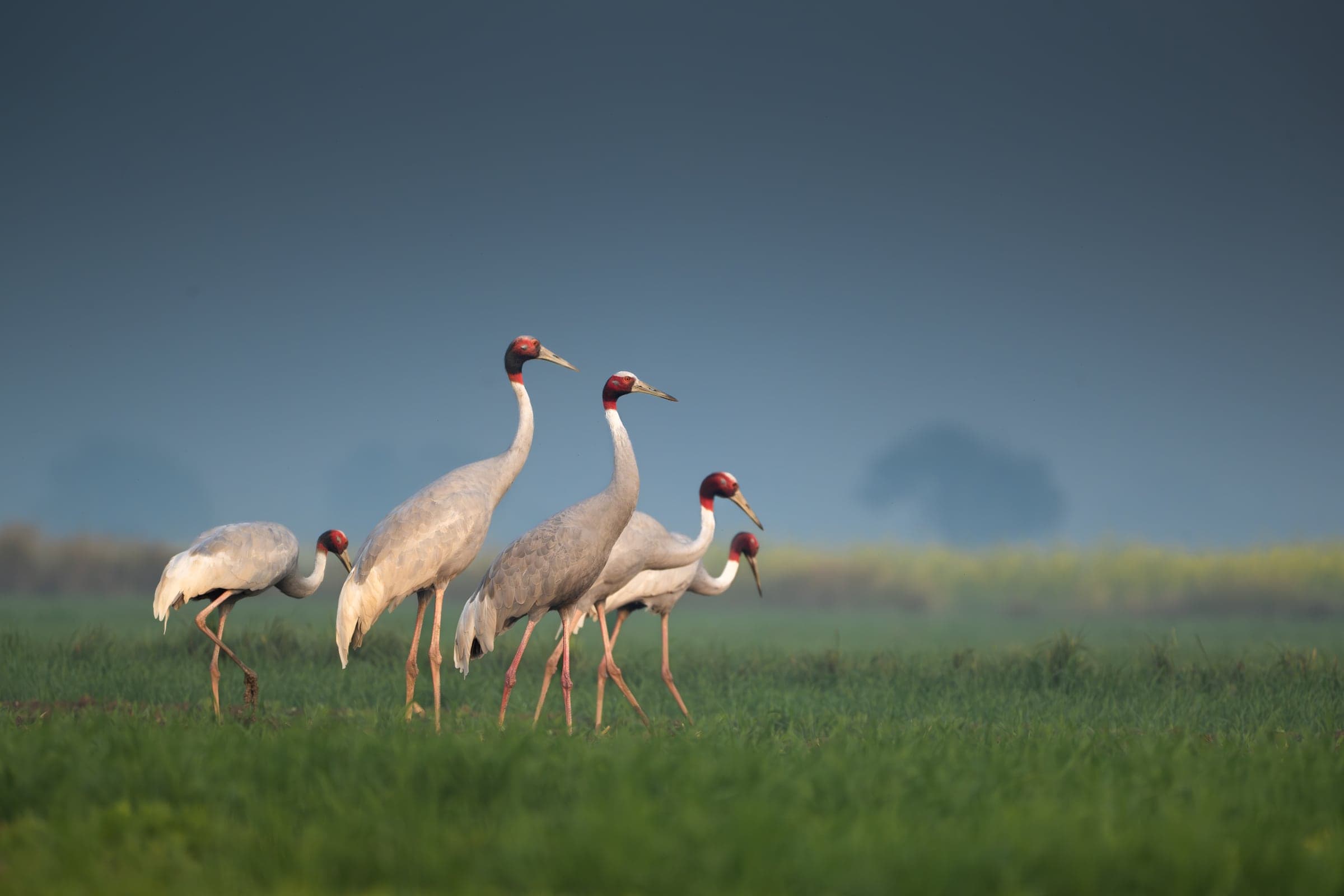 Wetland birds at Bharatpur Keoladeo