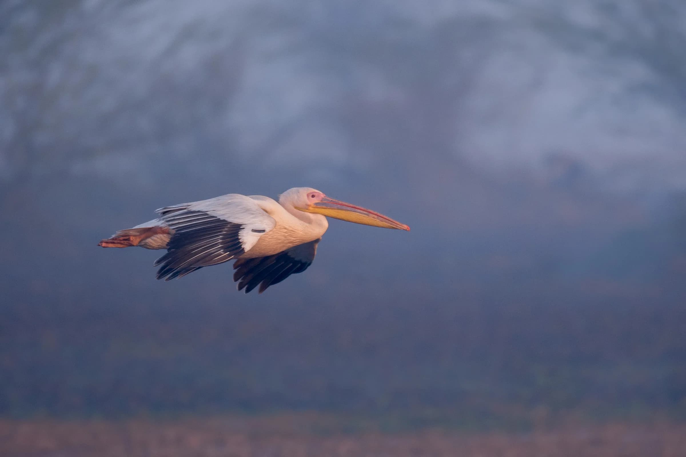 Pelican flying above misty wetlands