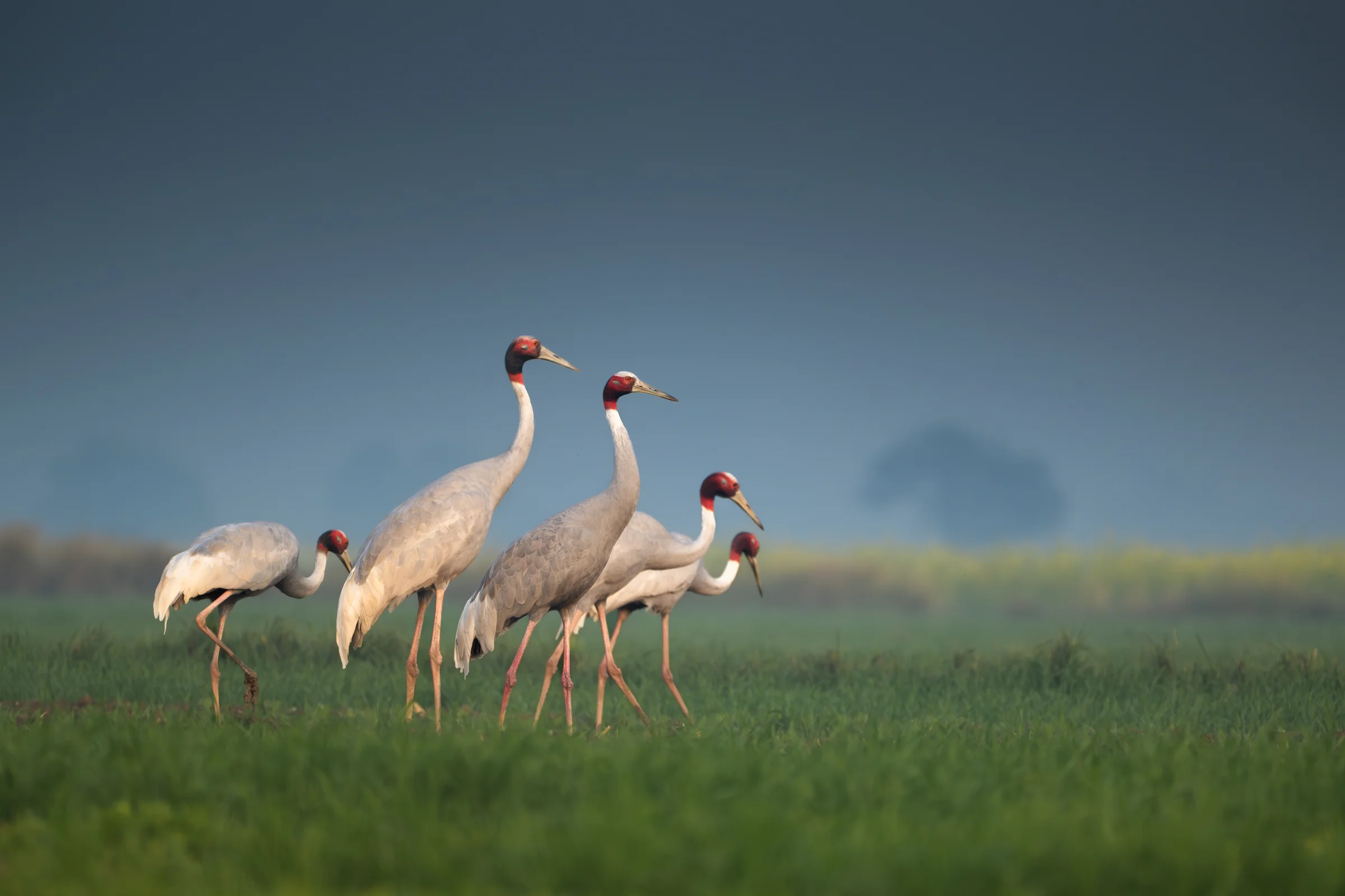 Sarus cranes together in Bharatpur grassland