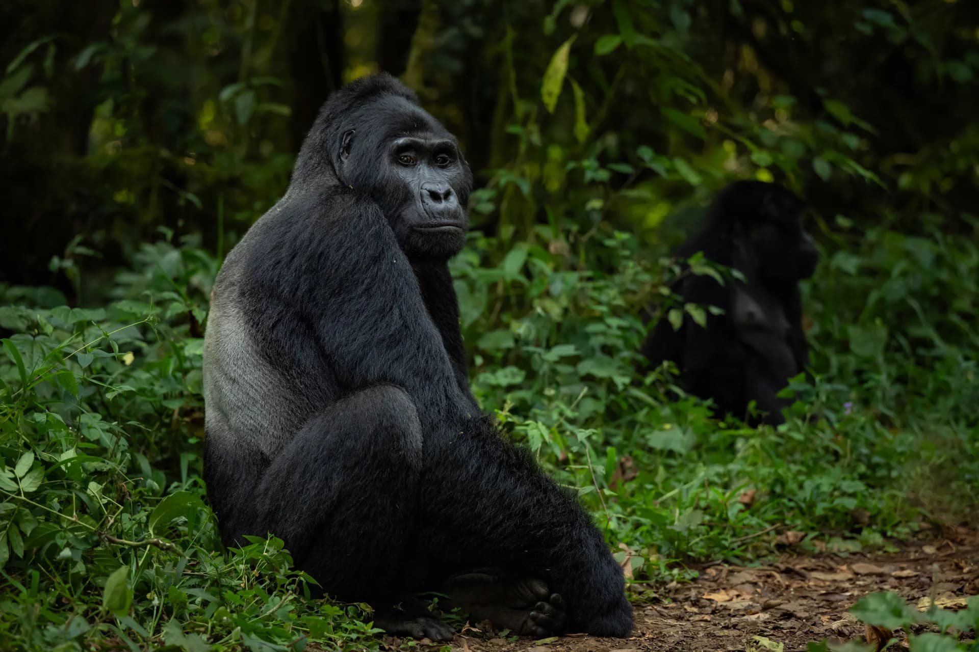 Mountain gorilla looking back in Bwindi Impenetrable Forest, Uganda