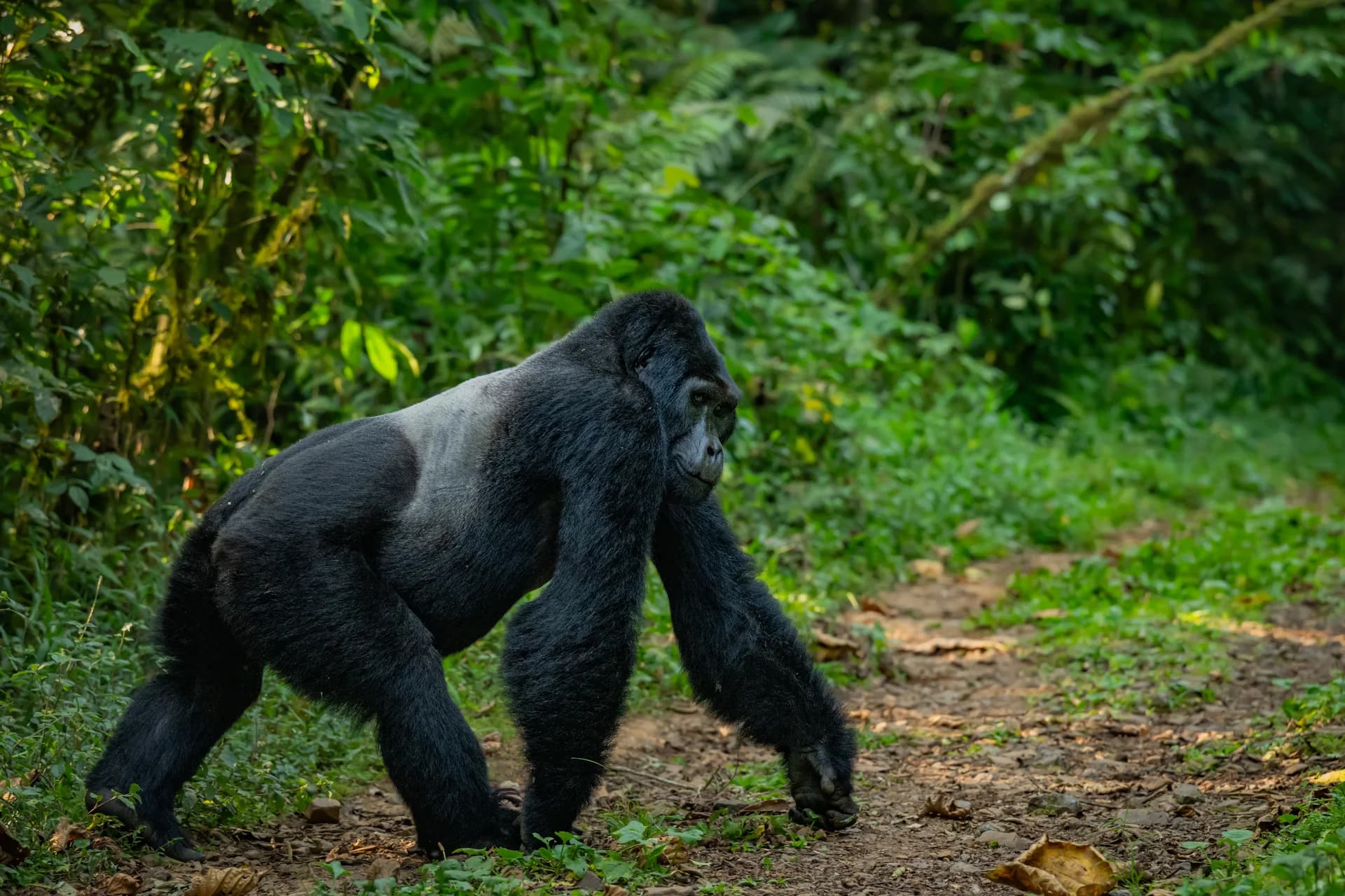 Silverback gorilla walking along a forest trail in Bwindi