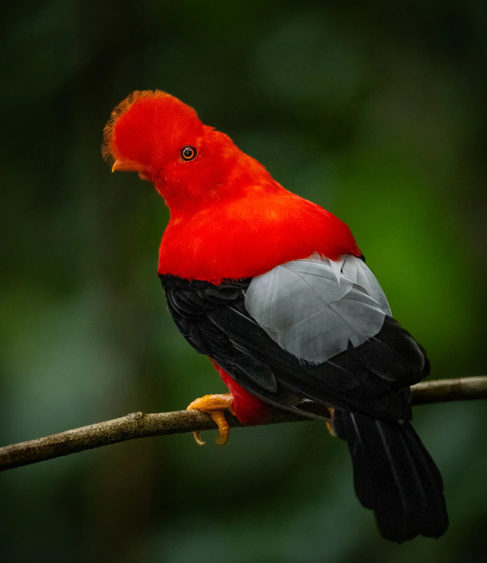 Andean cock-of-the-rock perched in Colombia