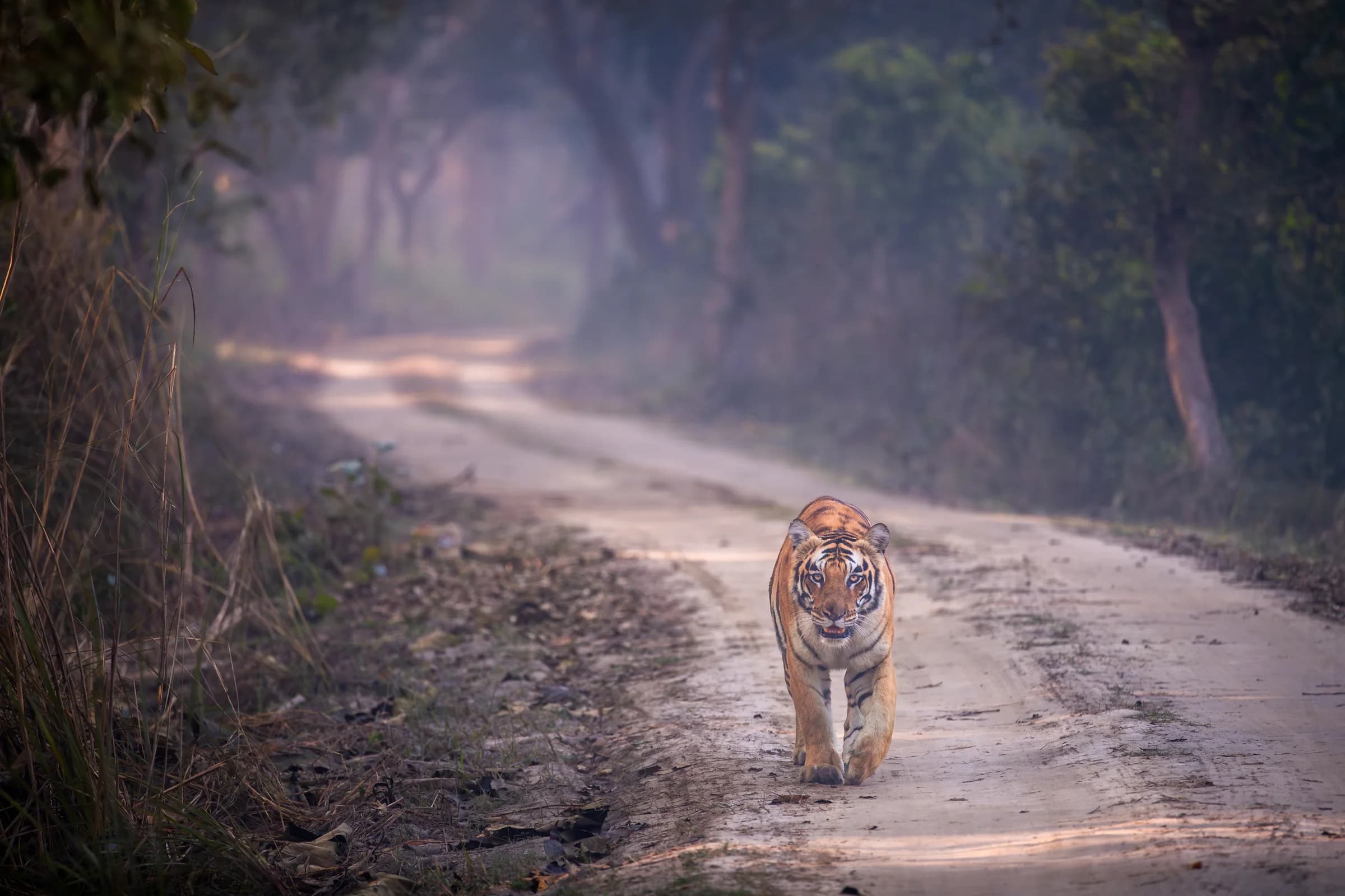 Tiger approaching along a misty forest track in Dudhwa