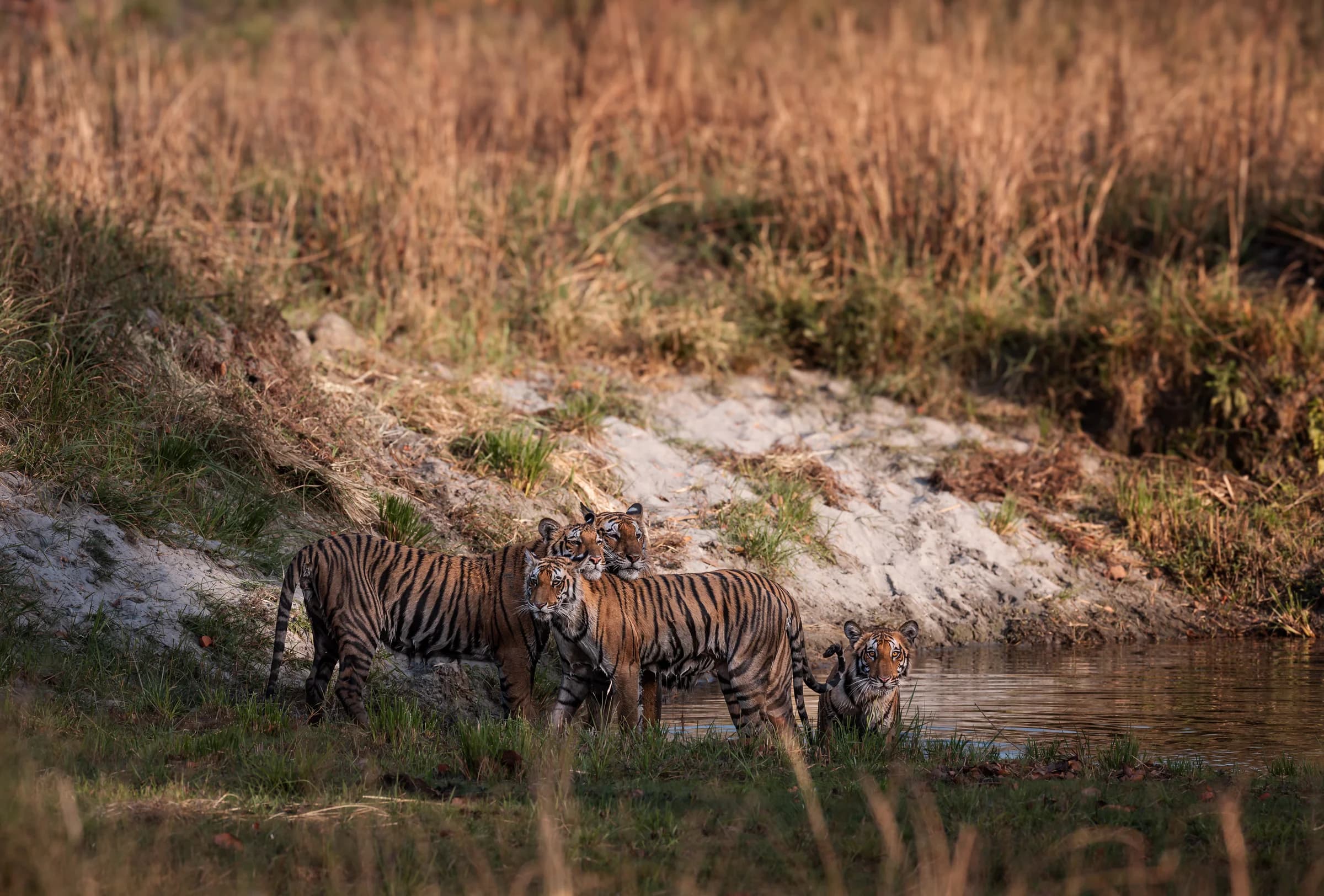 Two tigers beside a Dudhwa waterhole