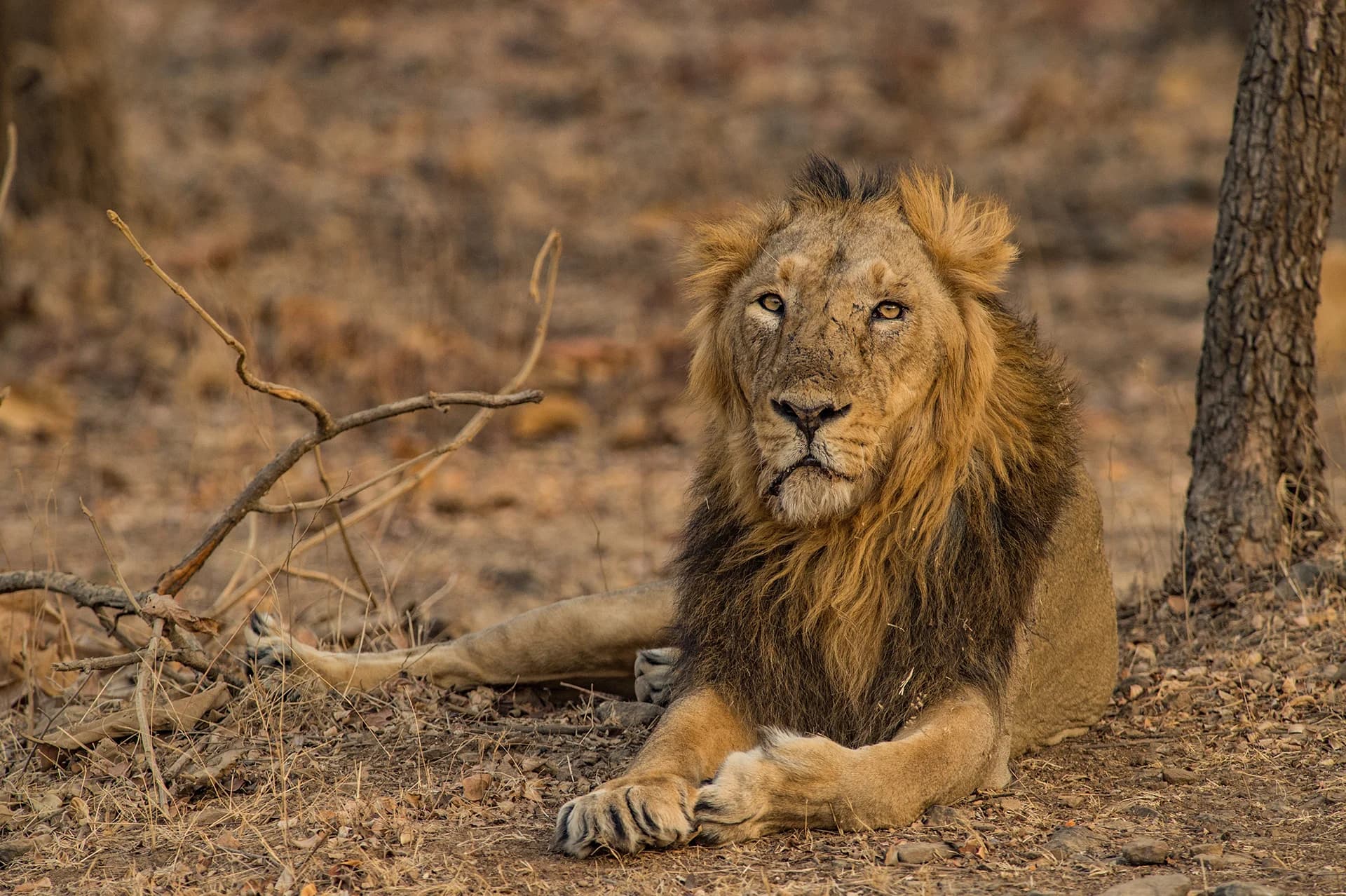 Asiatic lion resting in Gir forest