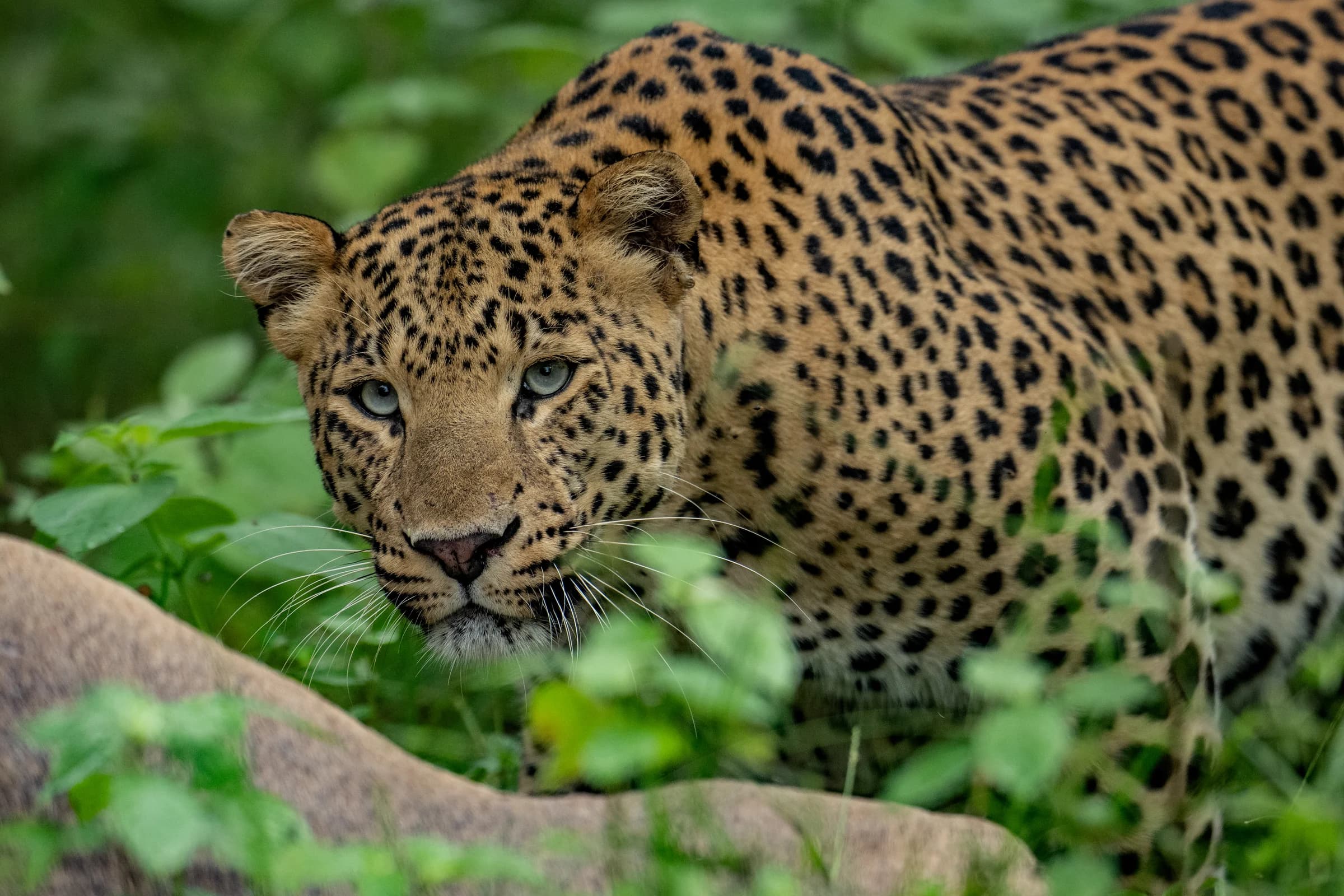 Leopard among green foliage