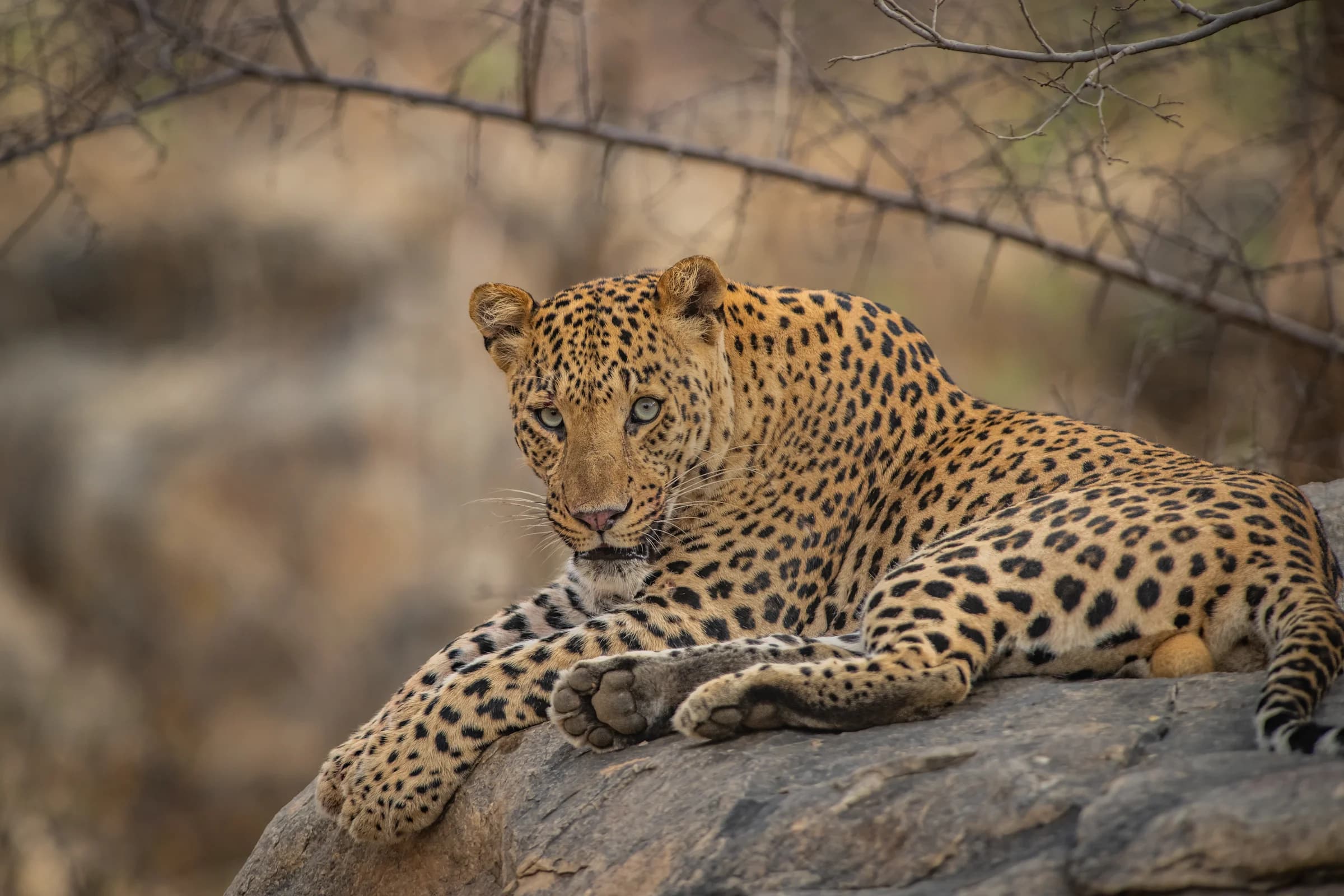 Leopard resting on a rock in Jhalana