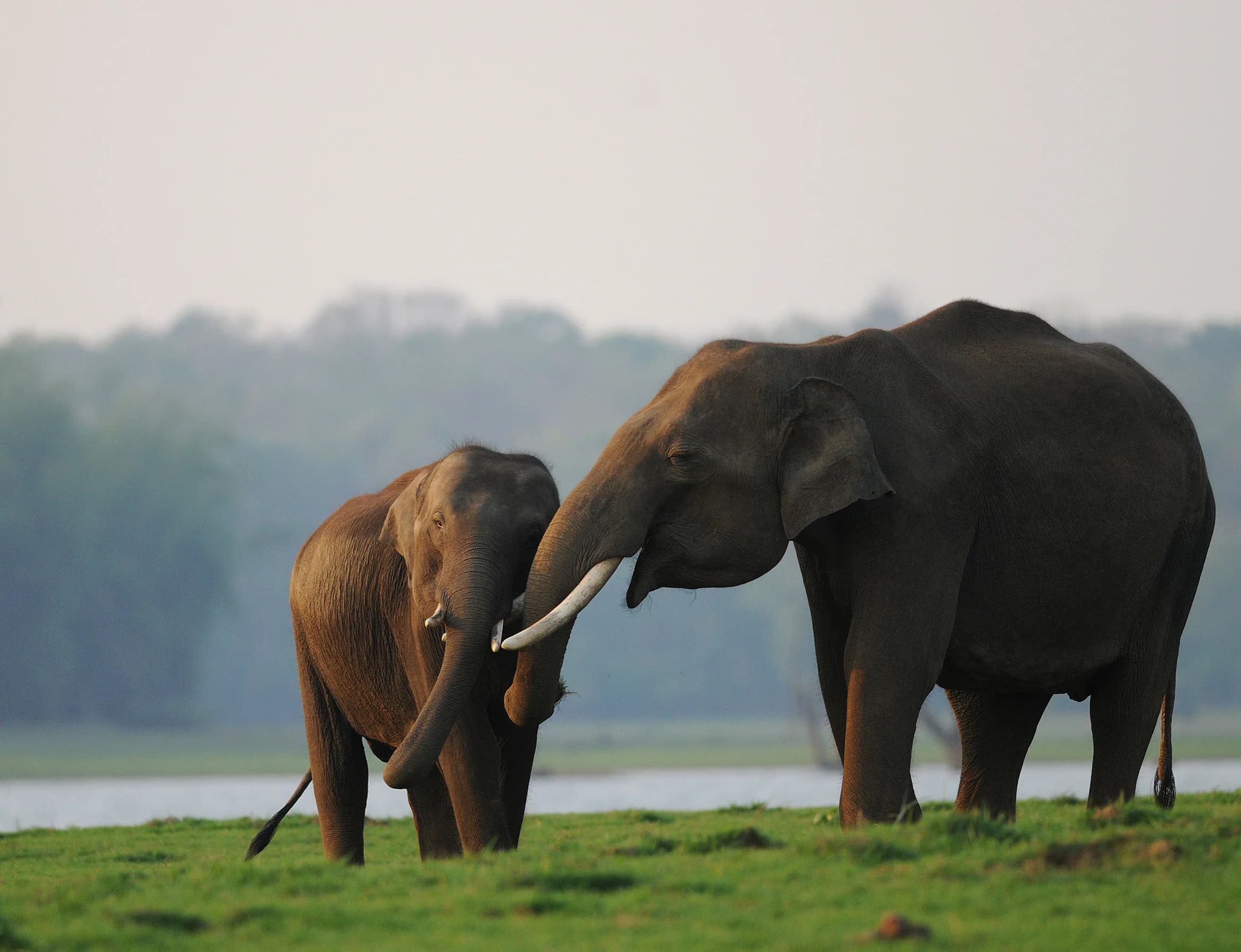 Asian elephants together beside the Kabini backwaters