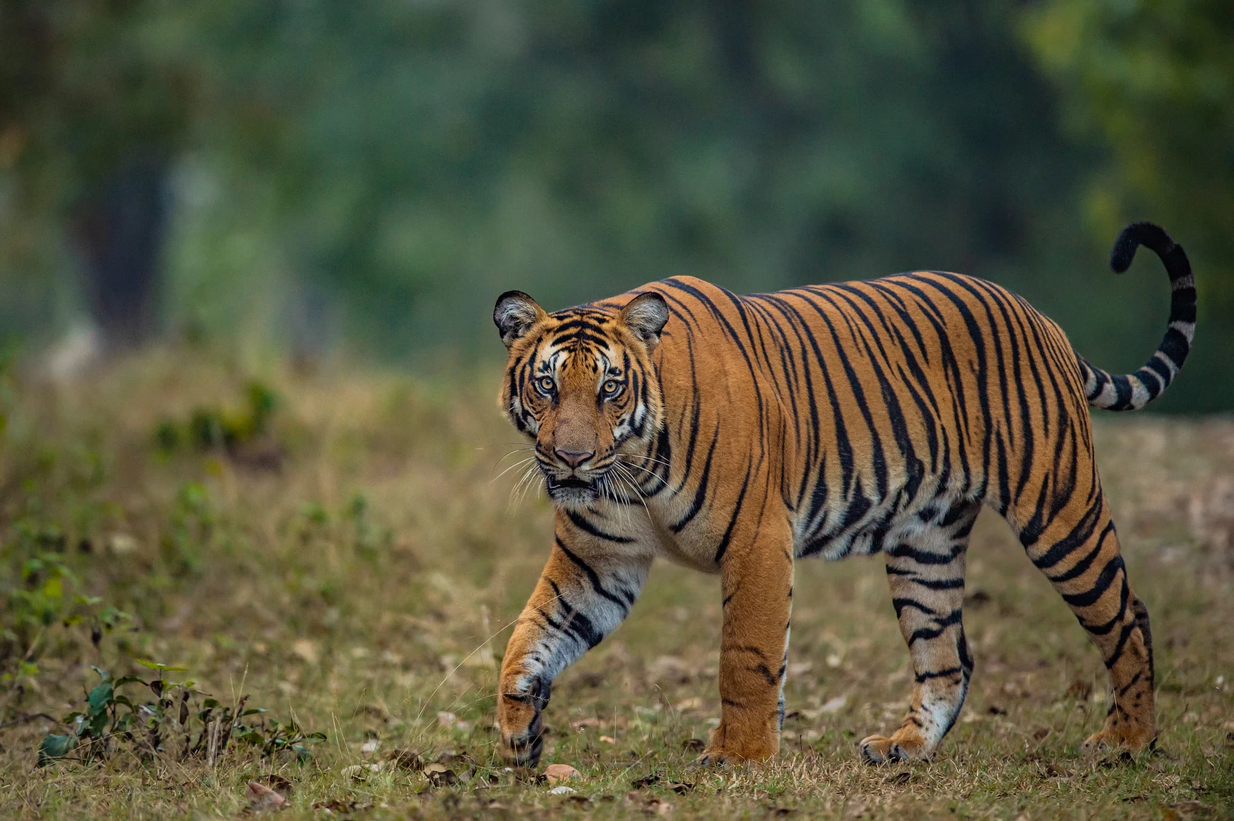 Tiger walking through a green Kabini clearing