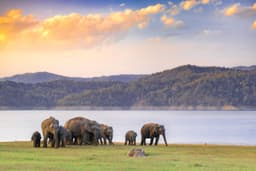 Elephant in the forests of Kabini
