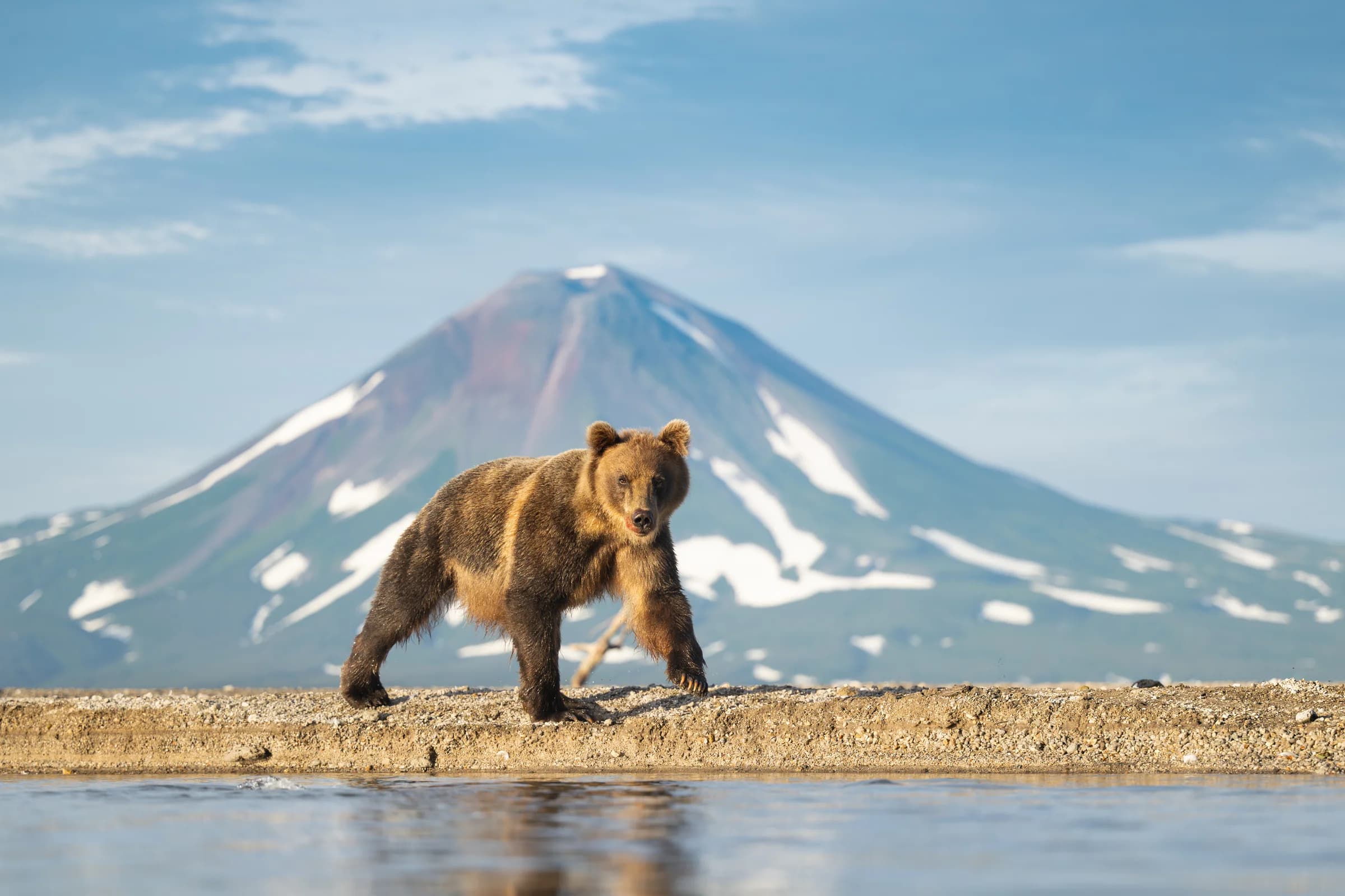 Brown bear walking beneath a snow-streaked volcano in Kamchatka