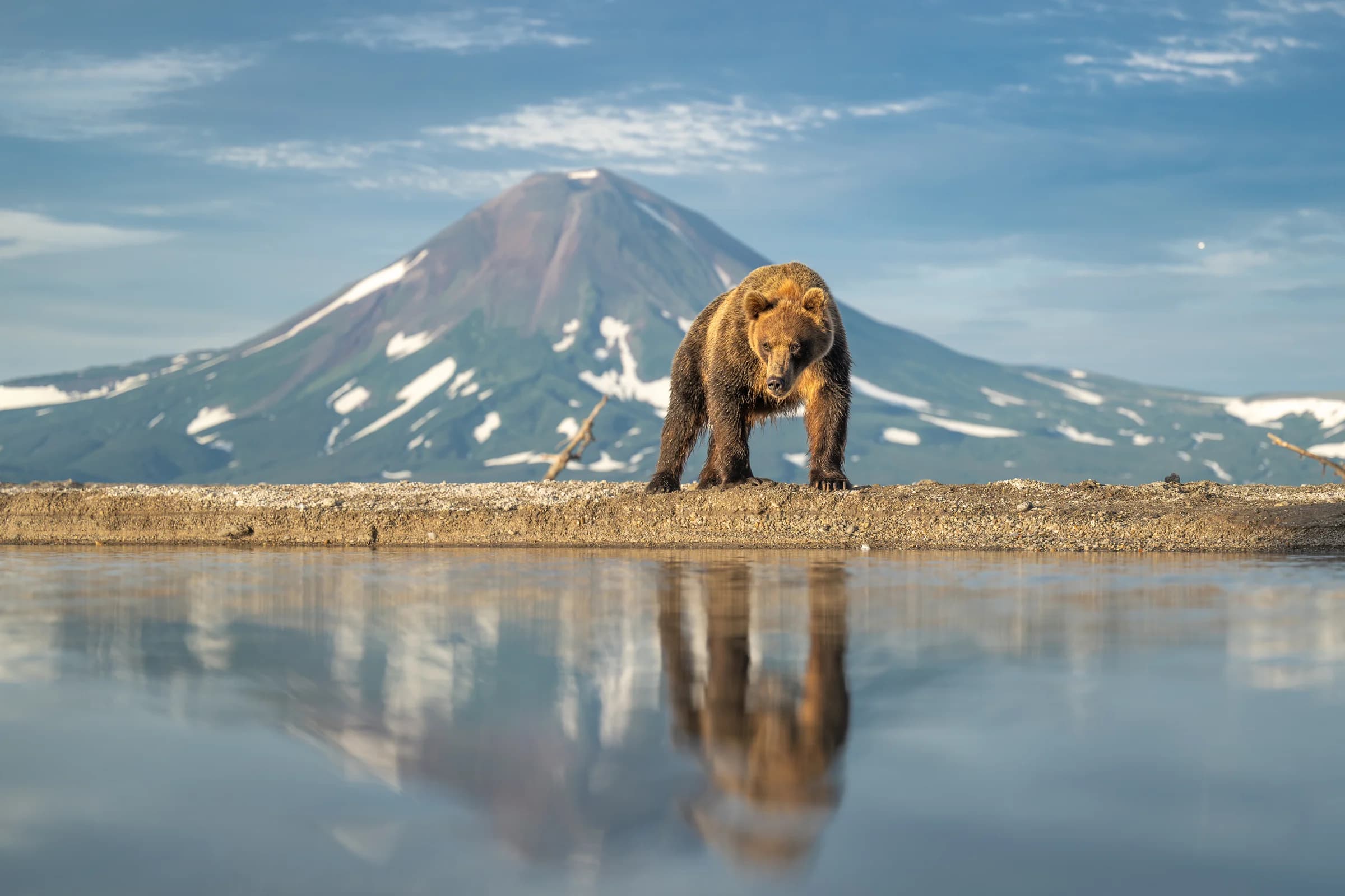 Brown bear and volcano reflected in calm water in Kamchatka