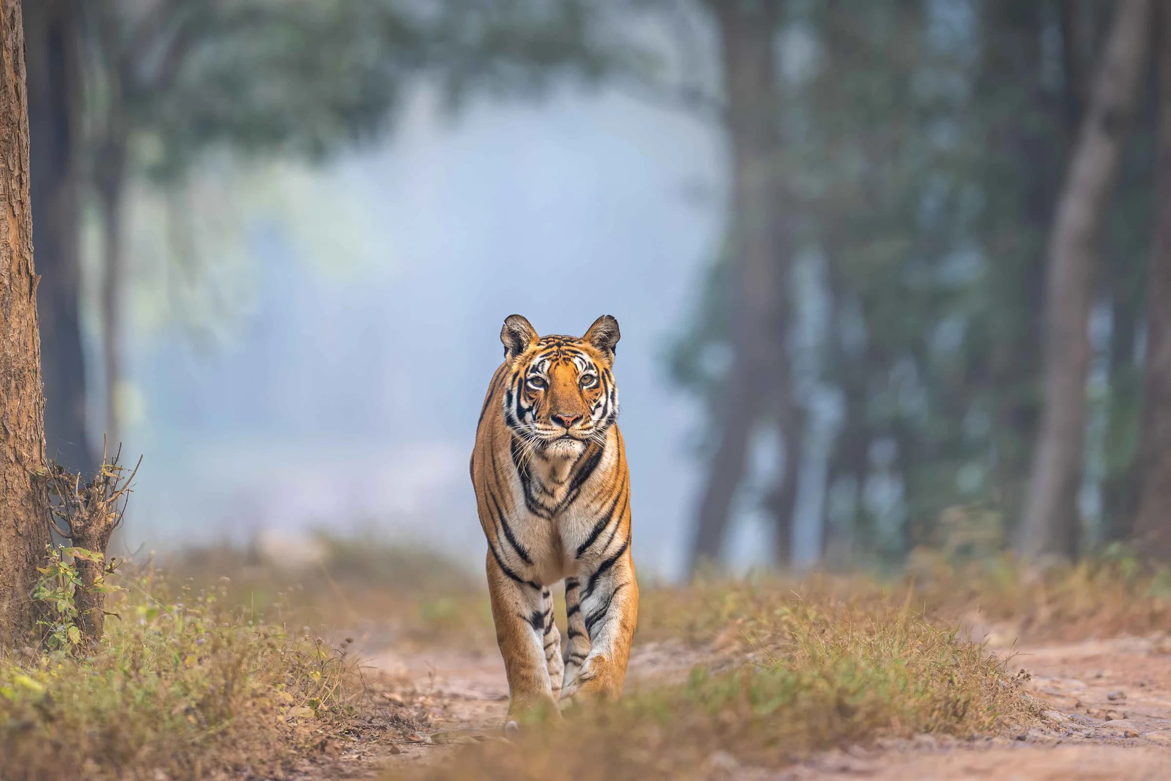 Tiger walking along a misty forest track in Kanha