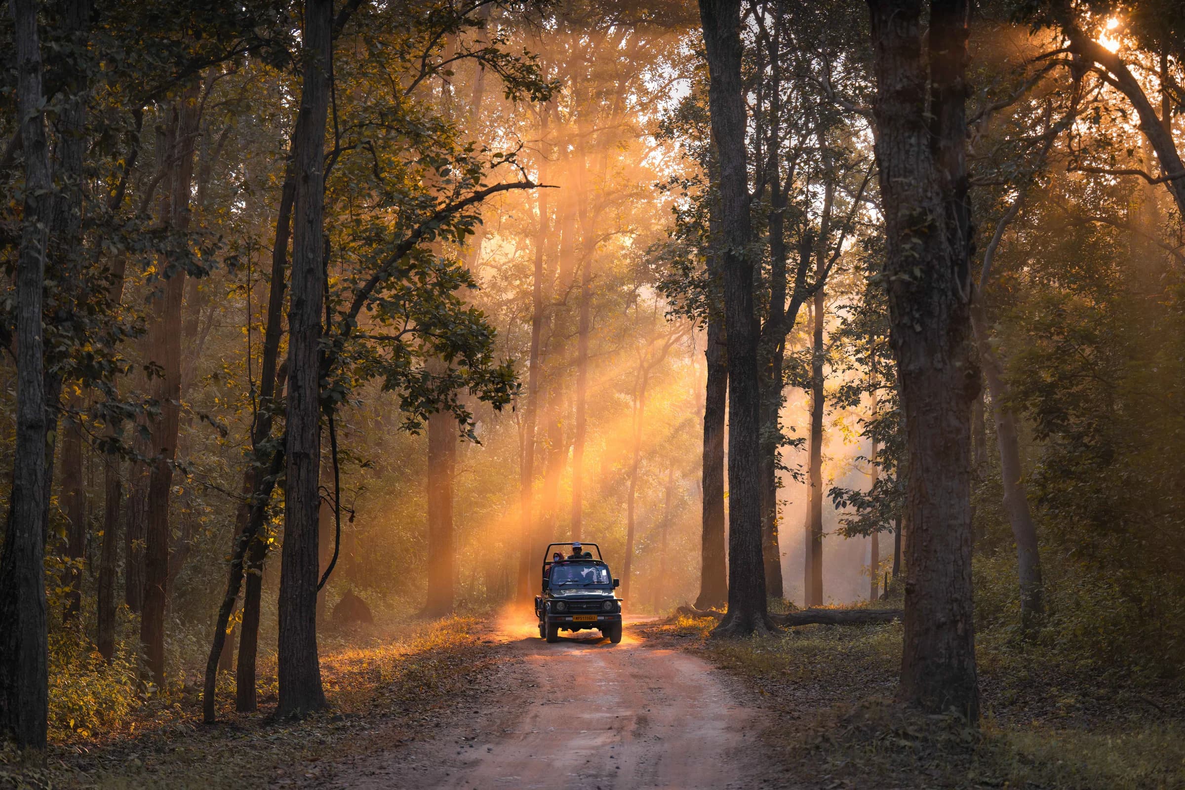 A safari vehicle travelling through sunlit forest in Kanha, India