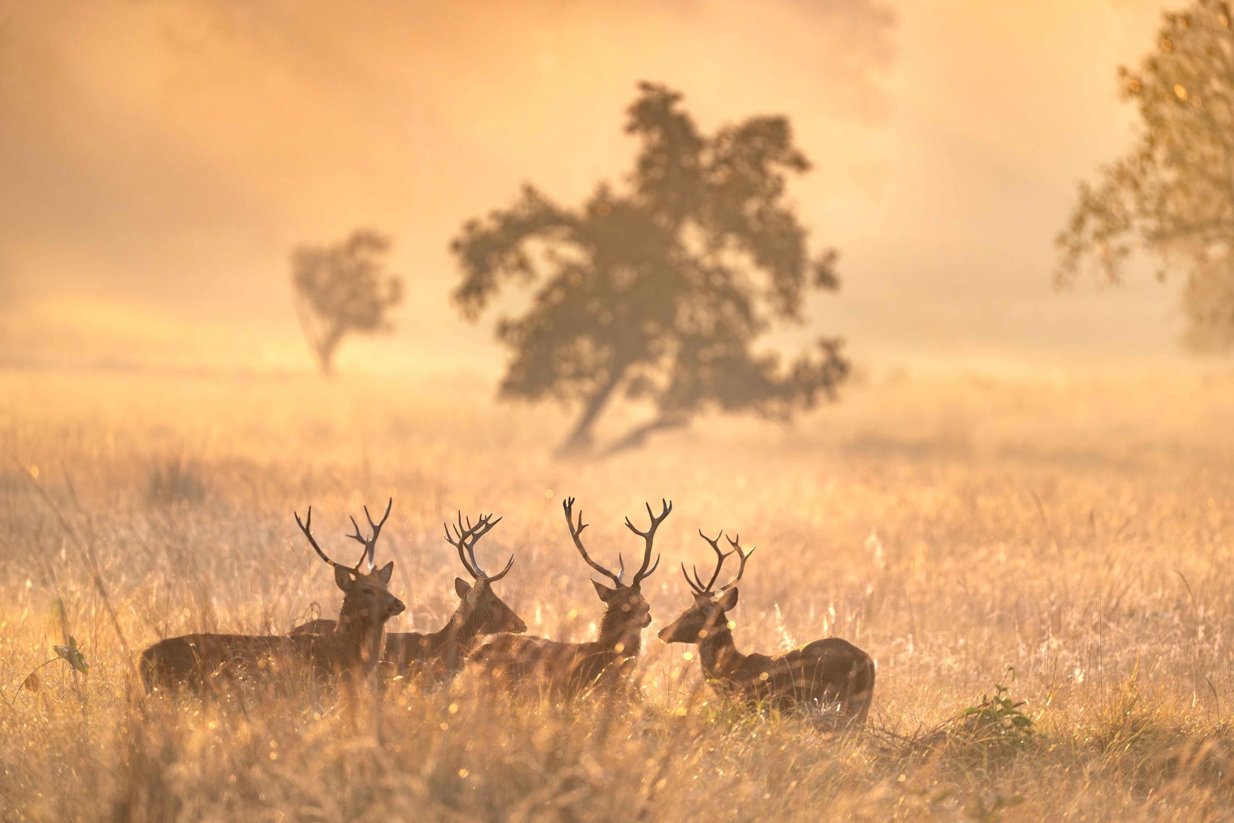 Barasingha resting in the warm morning light at Kanha