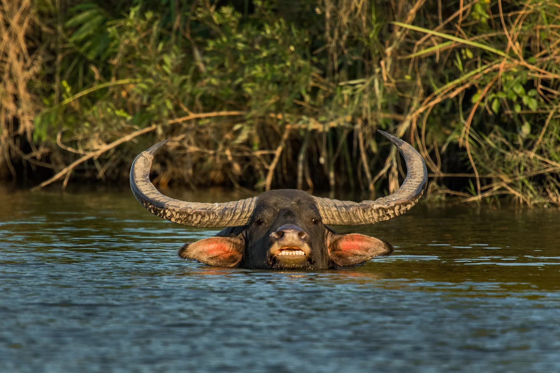 Wild water buffalo cooling in a forest pool