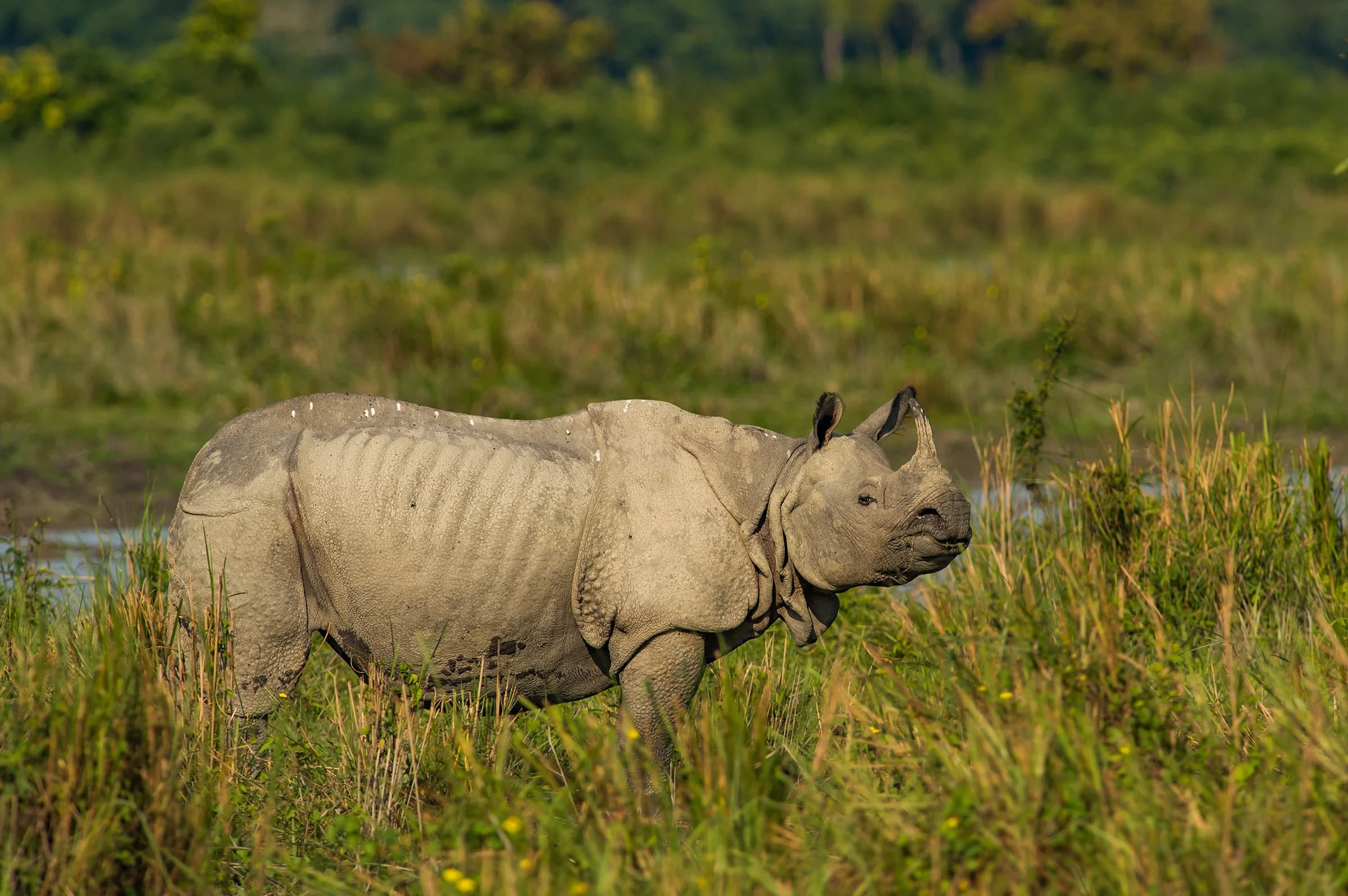 One-horned rhinoceros walking through tall grass