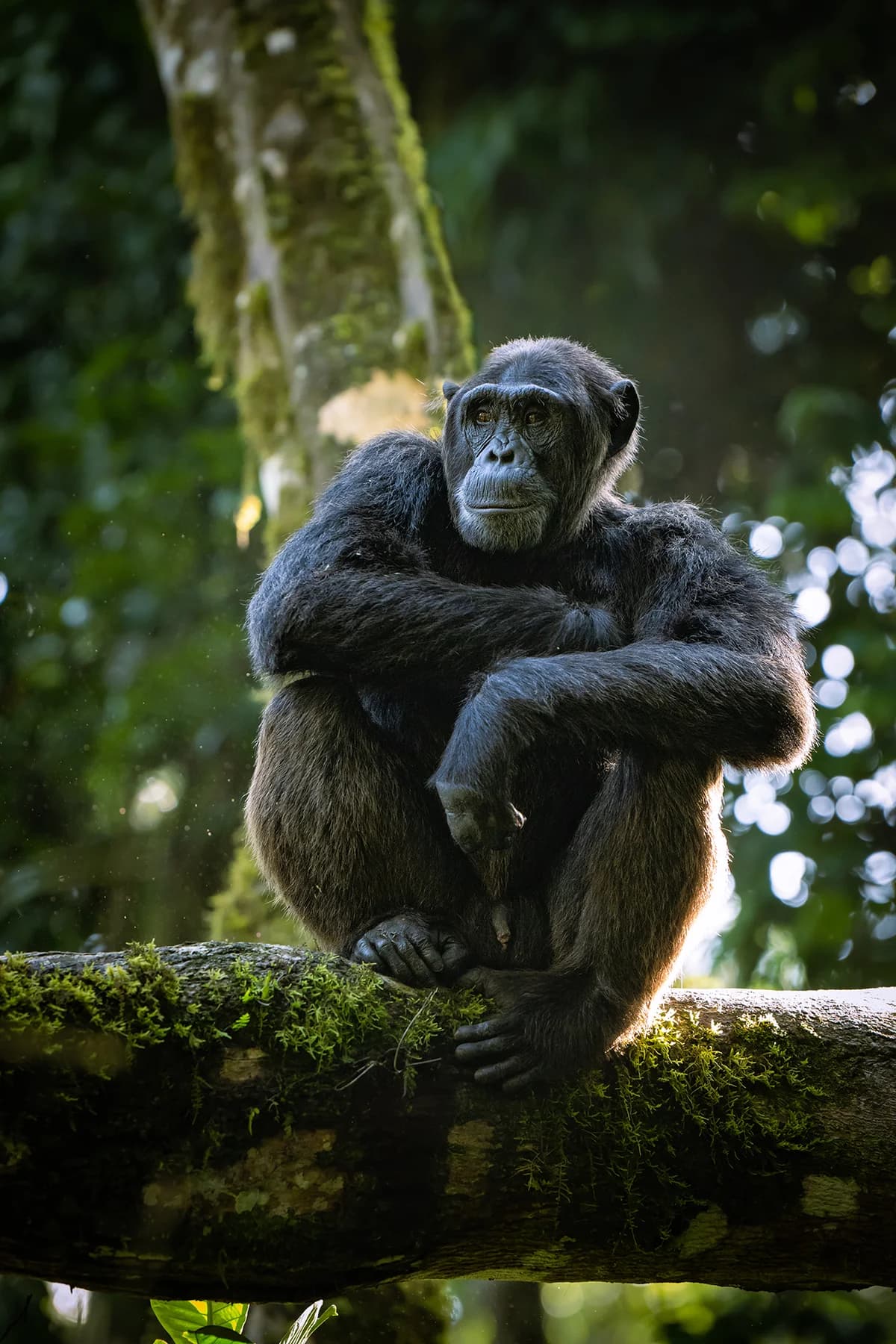Chimpanzee resting on a tree branch in Kibale National Park, Uganda