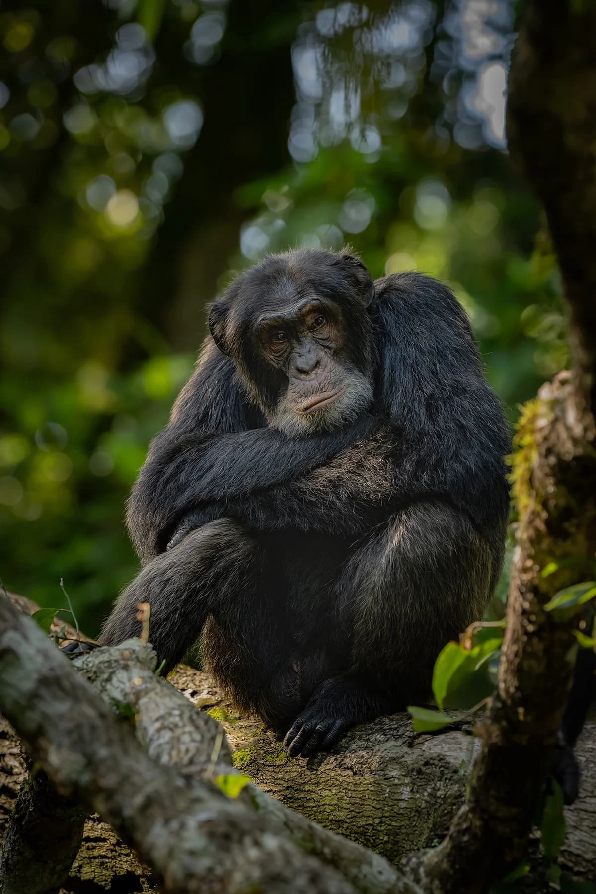 Chimpanzee sitting among Kibale forest vegetation