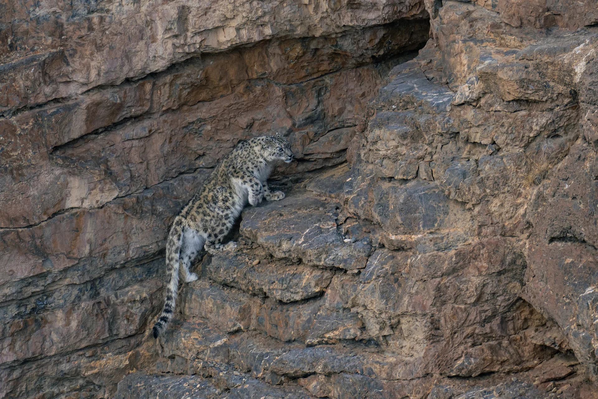 Snow leopard climbing a rocky cliff in Ladakh