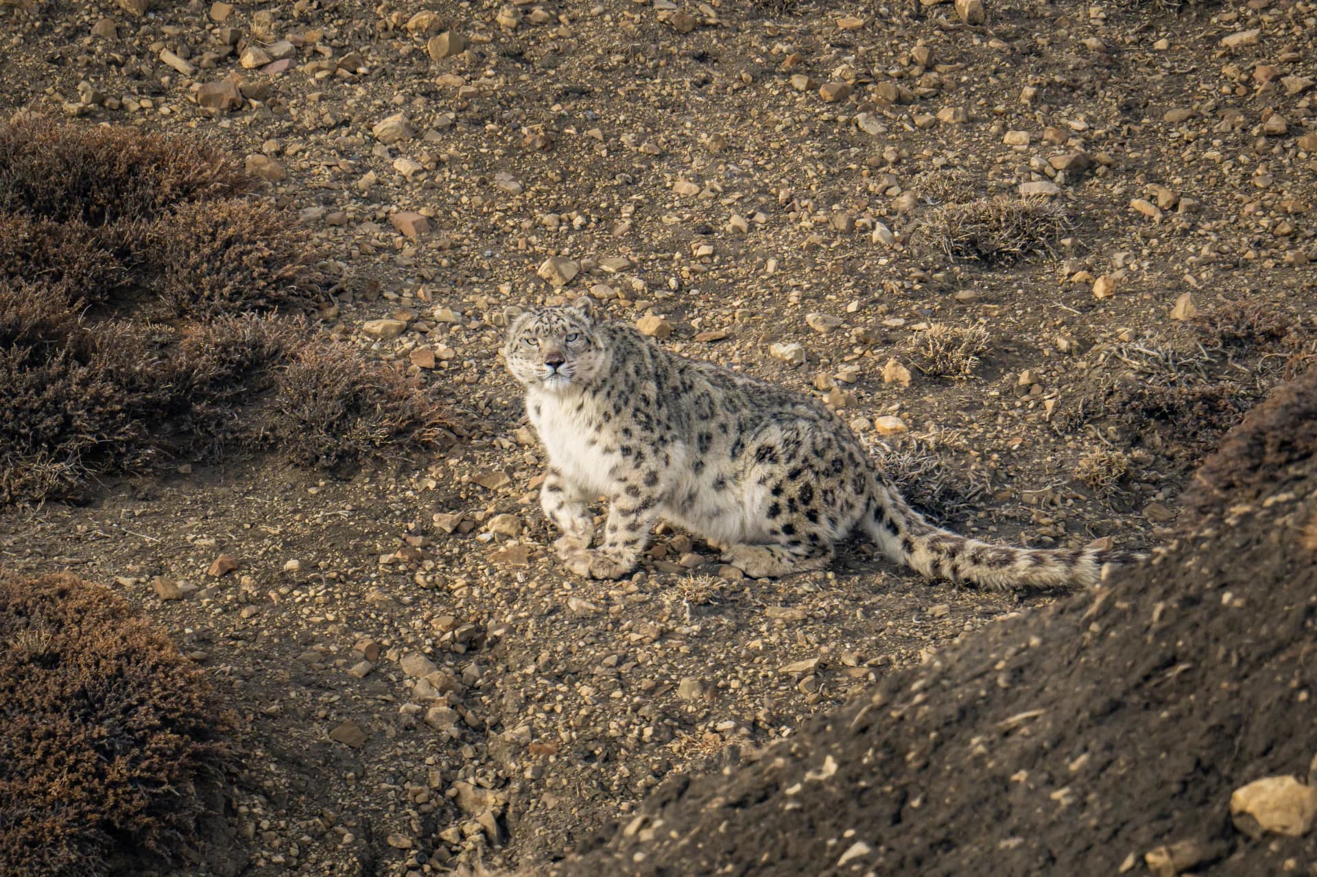Snow leopard resting on a stony mountainside