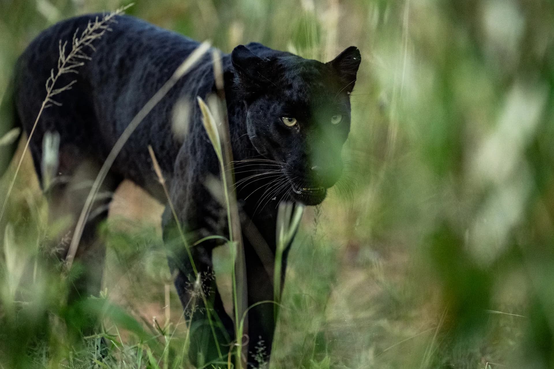 Black leopard moving through green grass in Laikipia