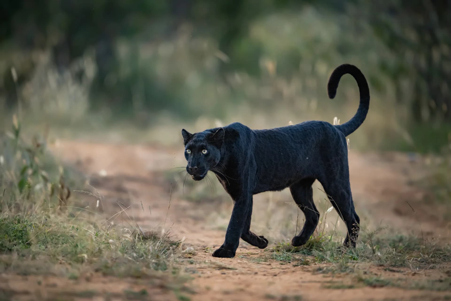Black leopard crossing a woodland track in Laikipia