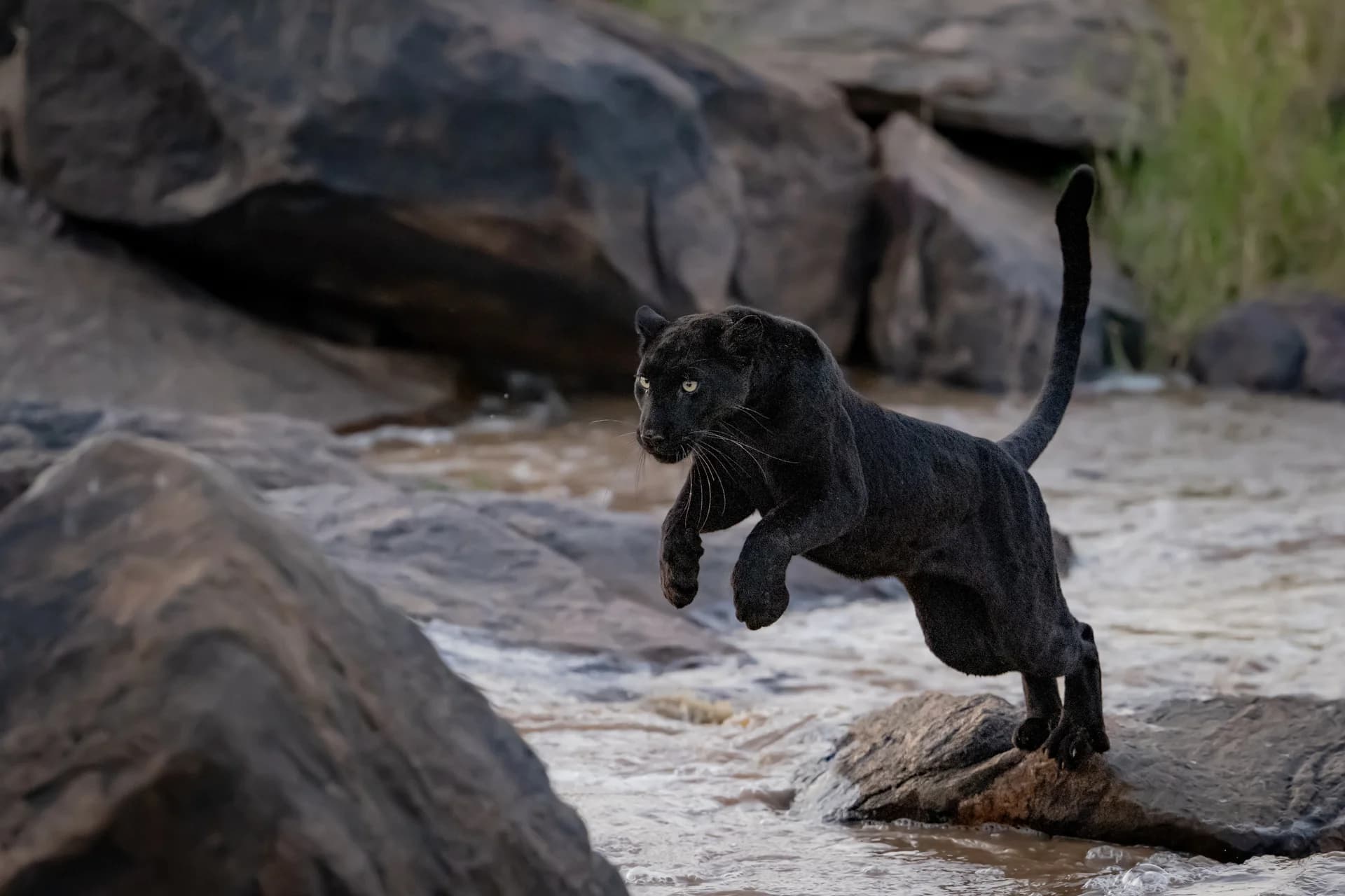 Black leopard leaping between rocks in Laikipia