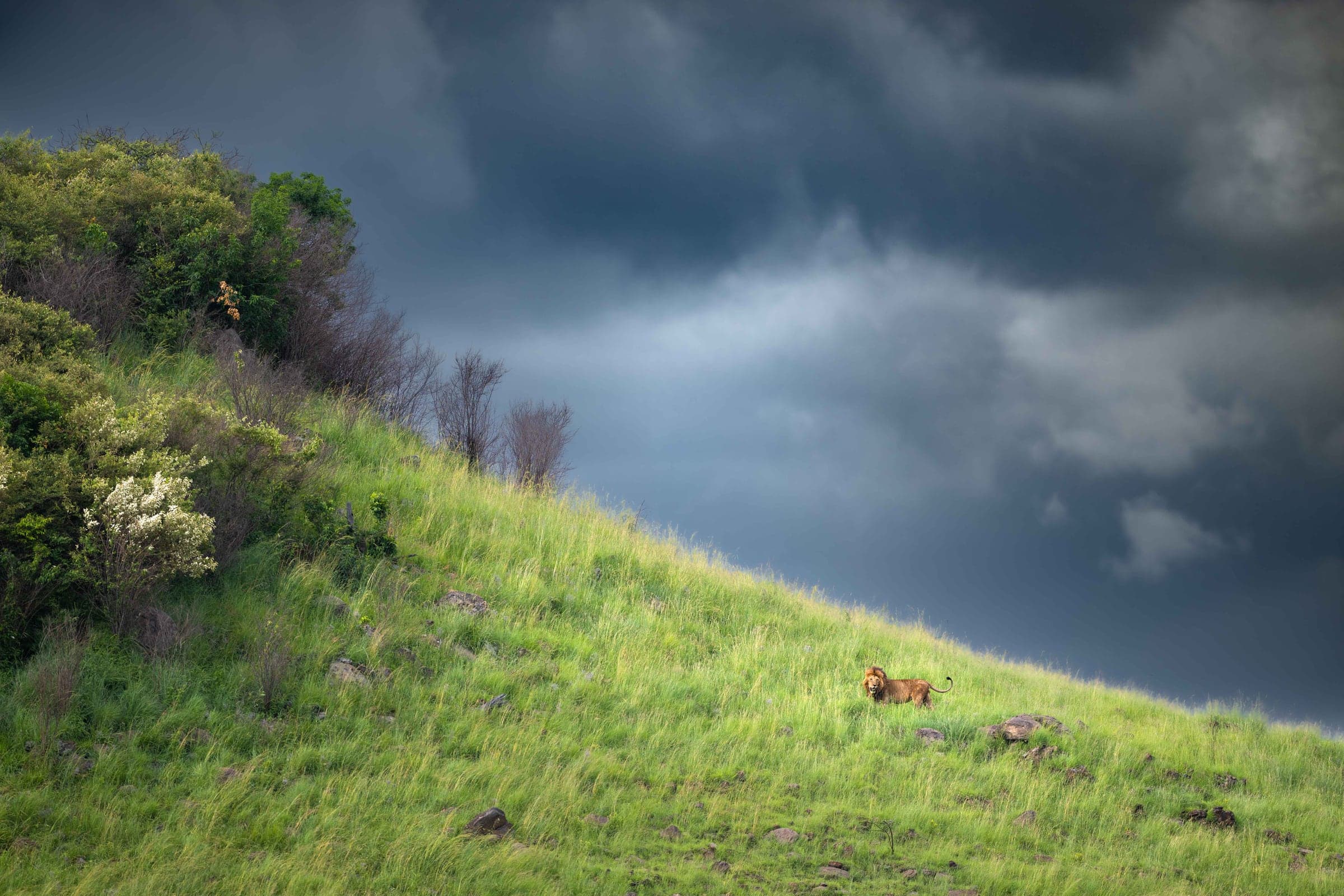 Lion on a green hillside beneath storm clouds in the Masai Mara
