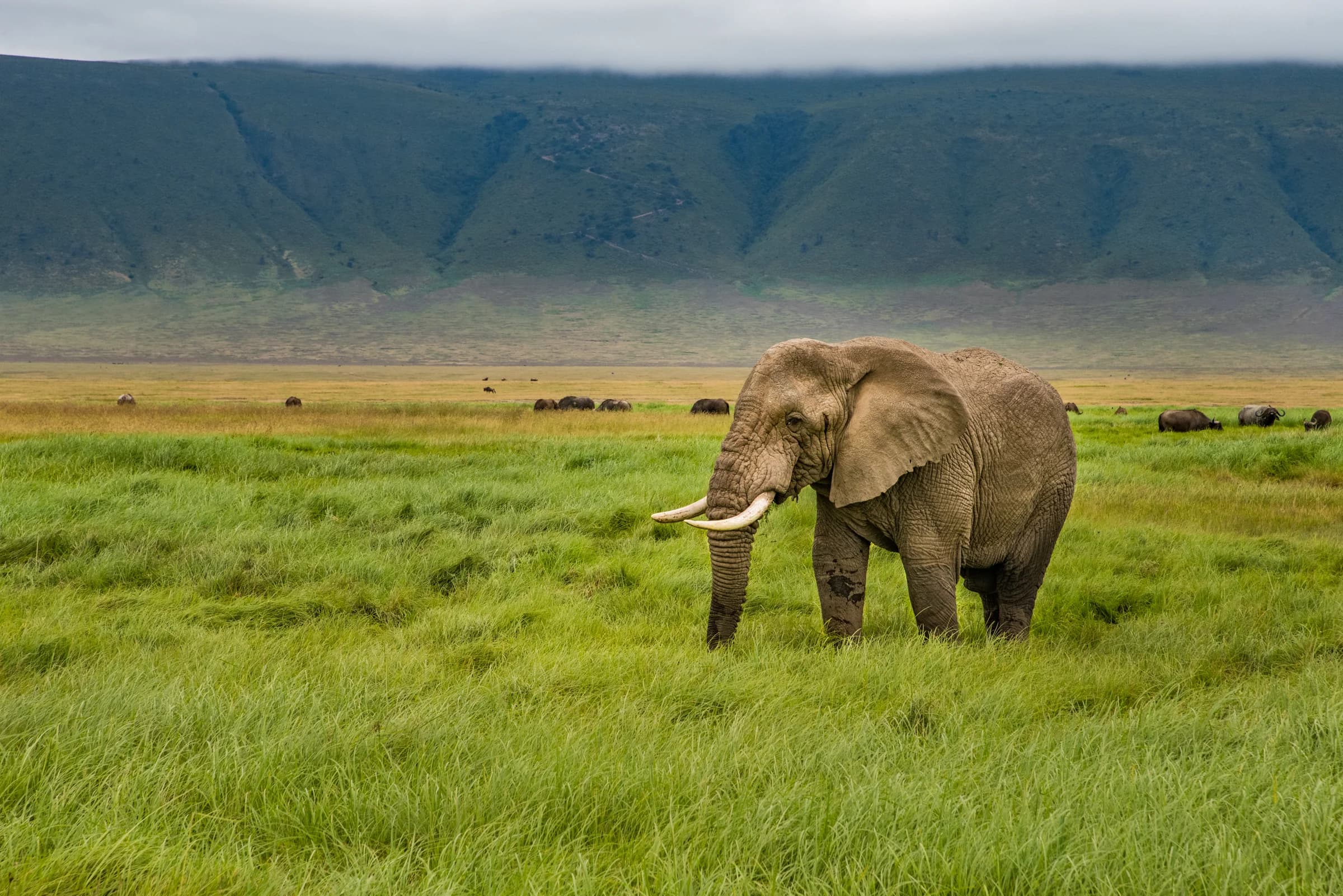 Elephant grazing beneath the Ngorongoro crater rim in Tanzania