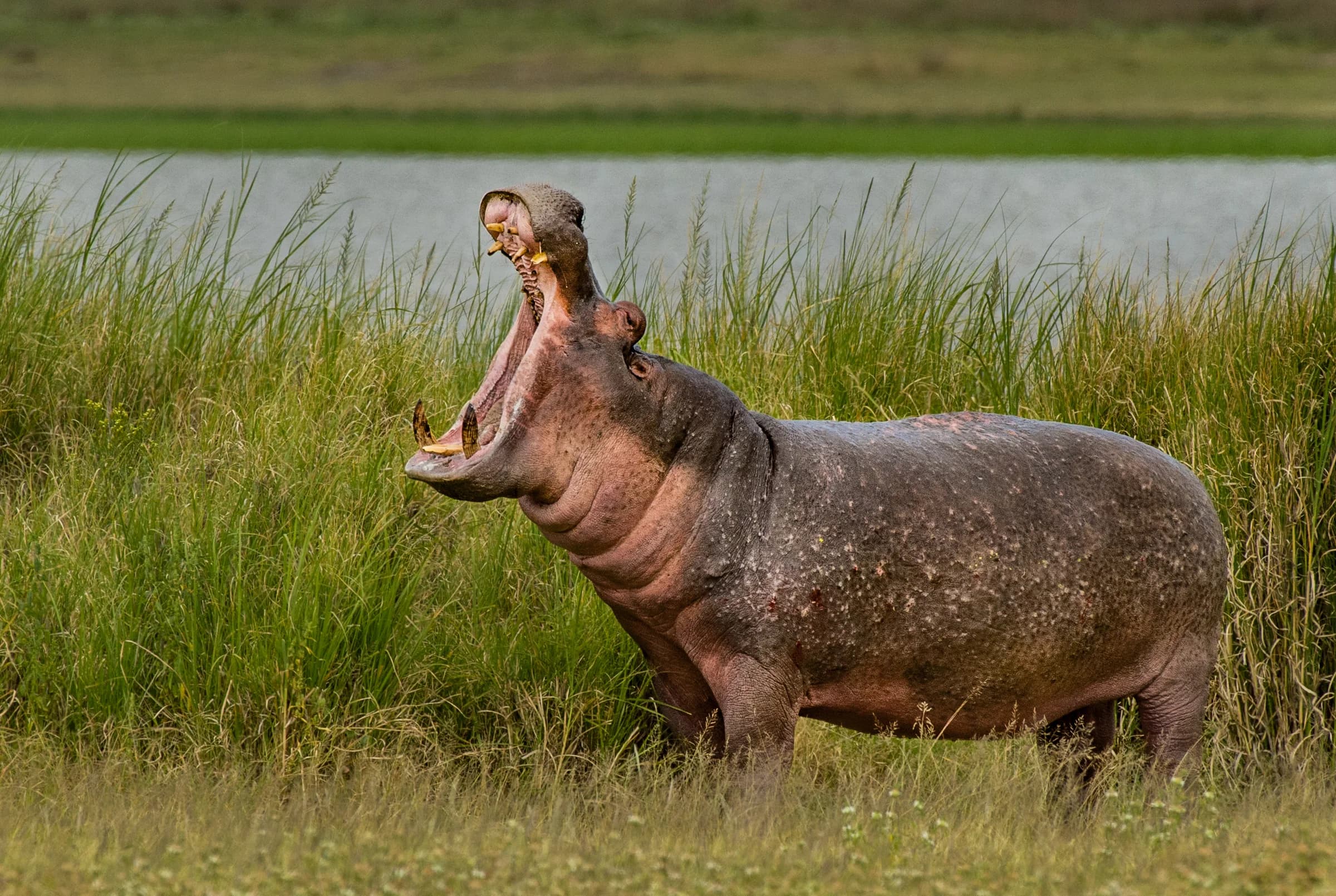 Hippopotamus beside water in Ngorongoro