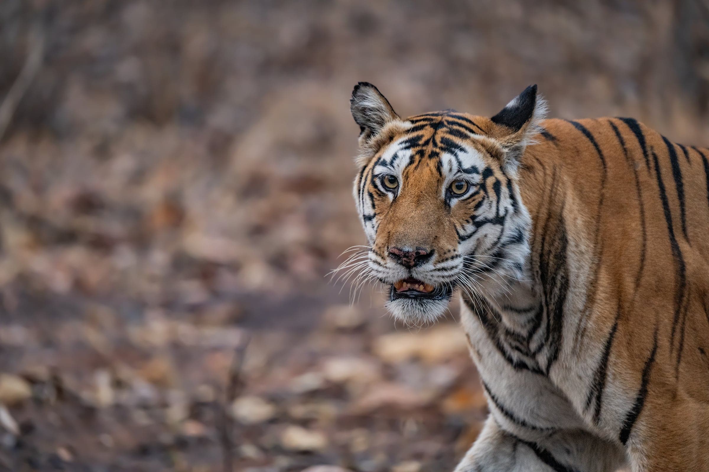 Tiger in Panna's dry forest
