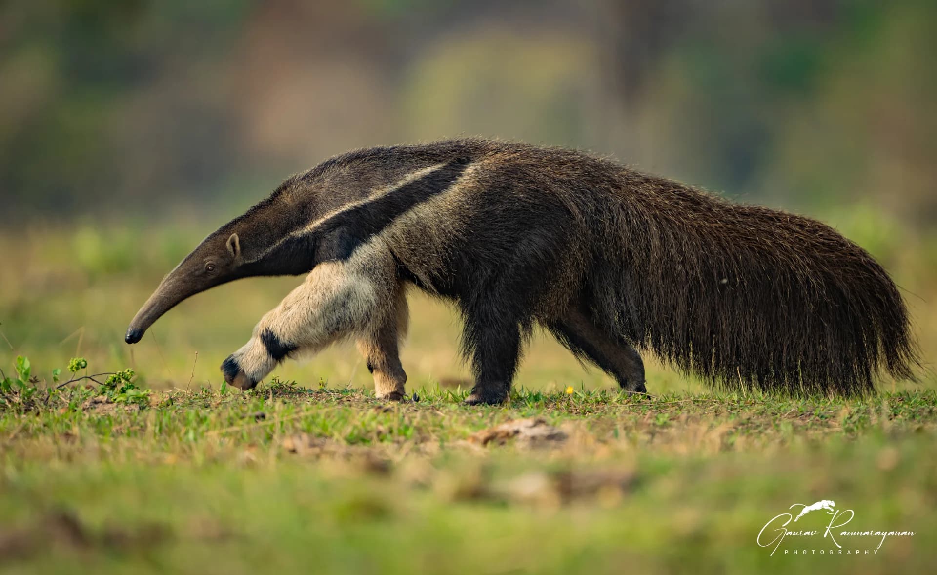 Giant anteater crossing Pantanal grassland