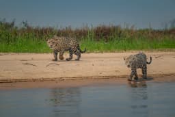 Jaguar beside a riverbank in the Pantanal