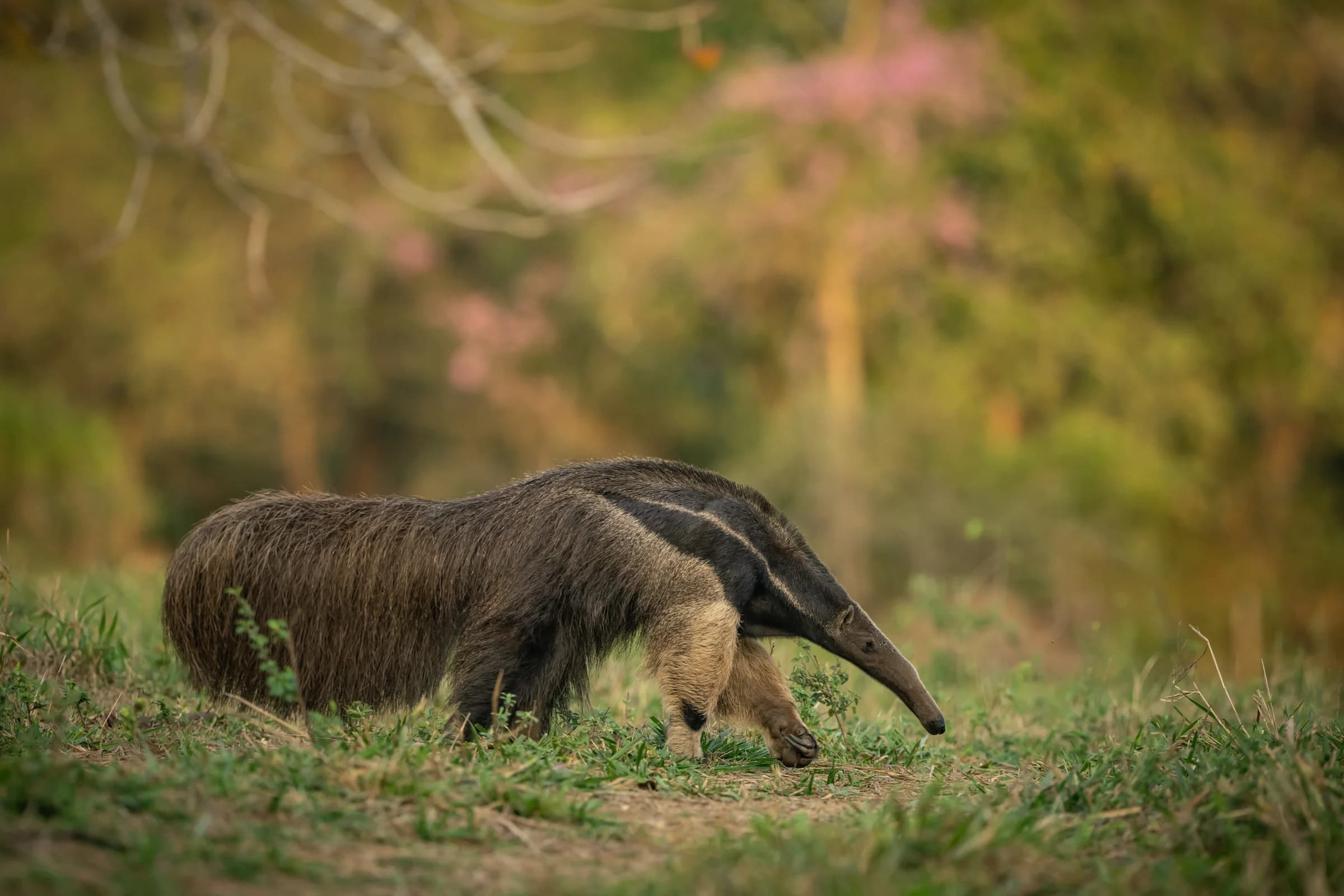 Giant anteater walking through Pantanal grassland