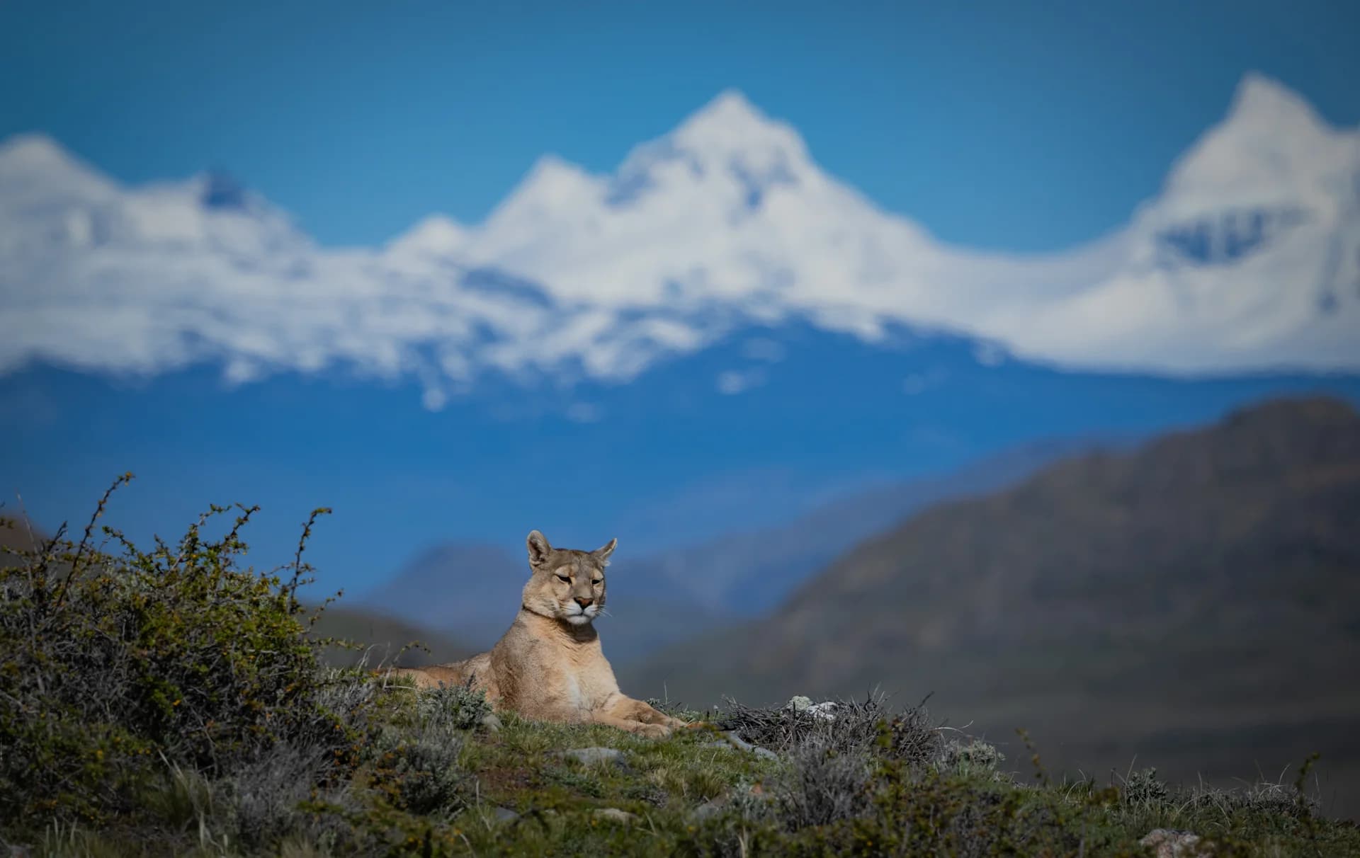 Puma resting below snowy mountains in Chilean Patagonia