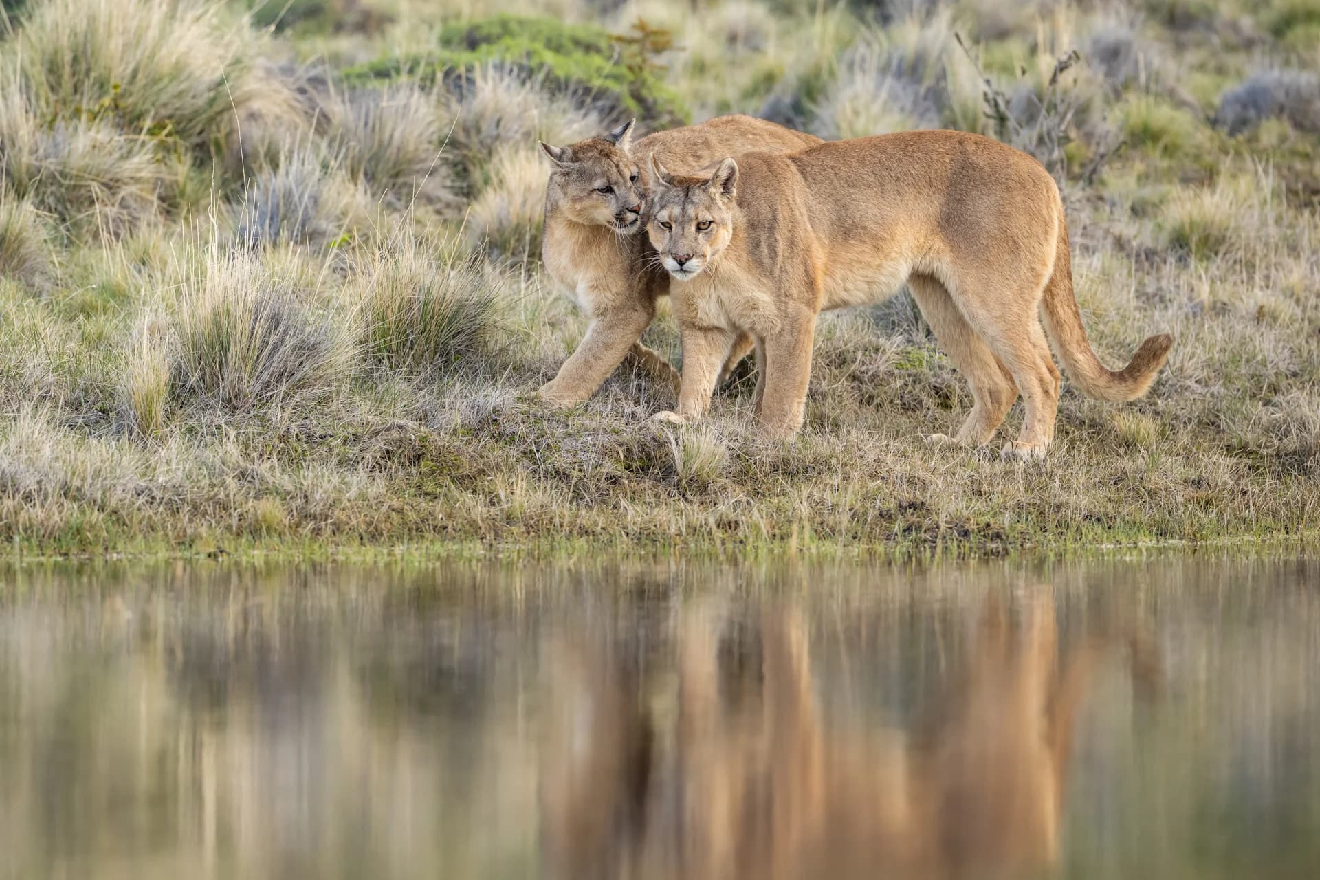 Puma and its reflection beside a Patagonian pool