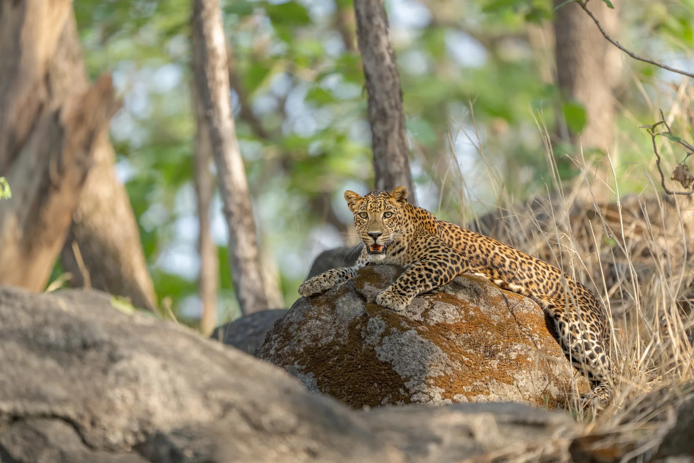 Leopard resting on a sunlit rock in Pench