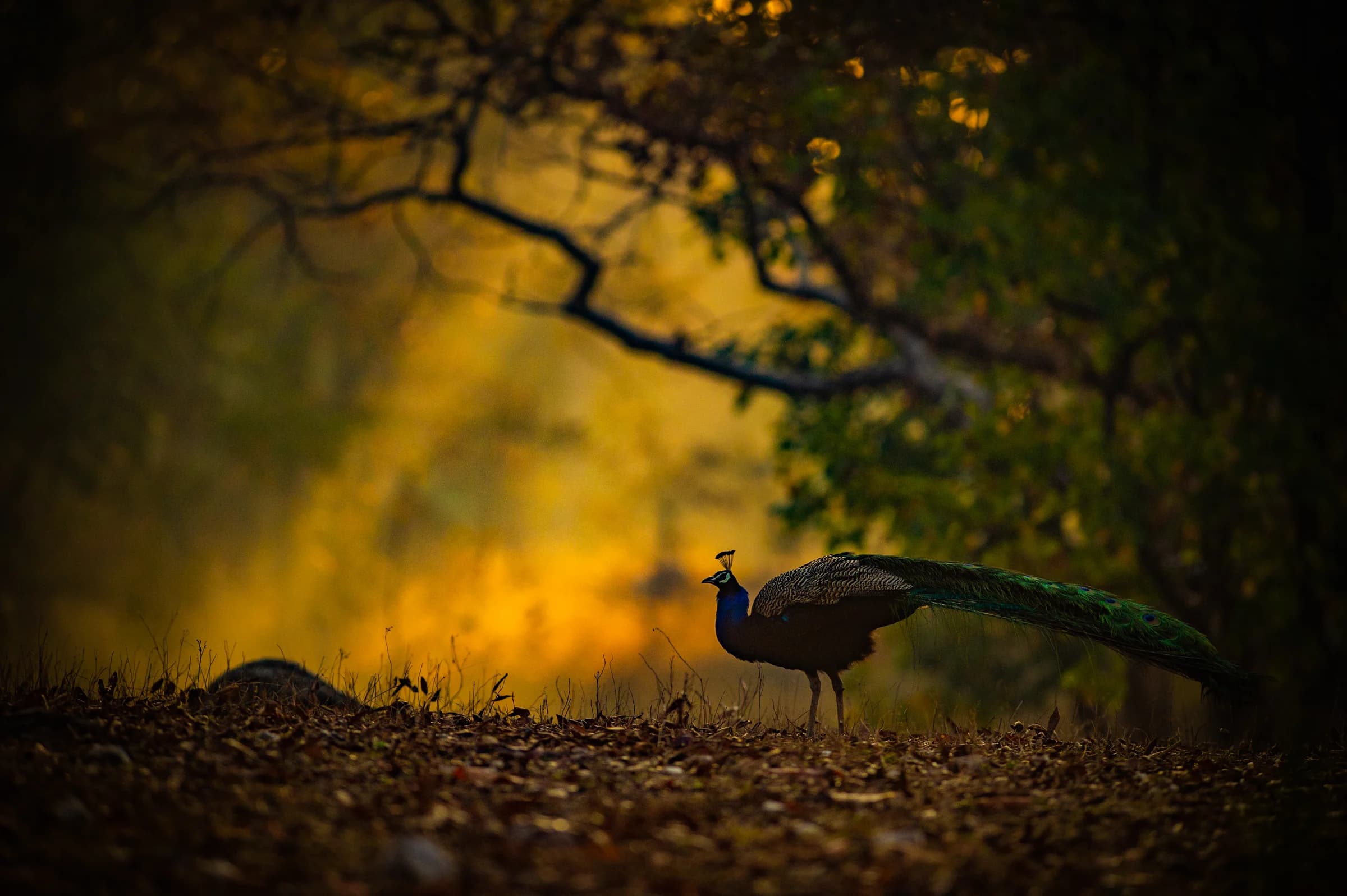 Peacock beneath forest branches in warm evening light