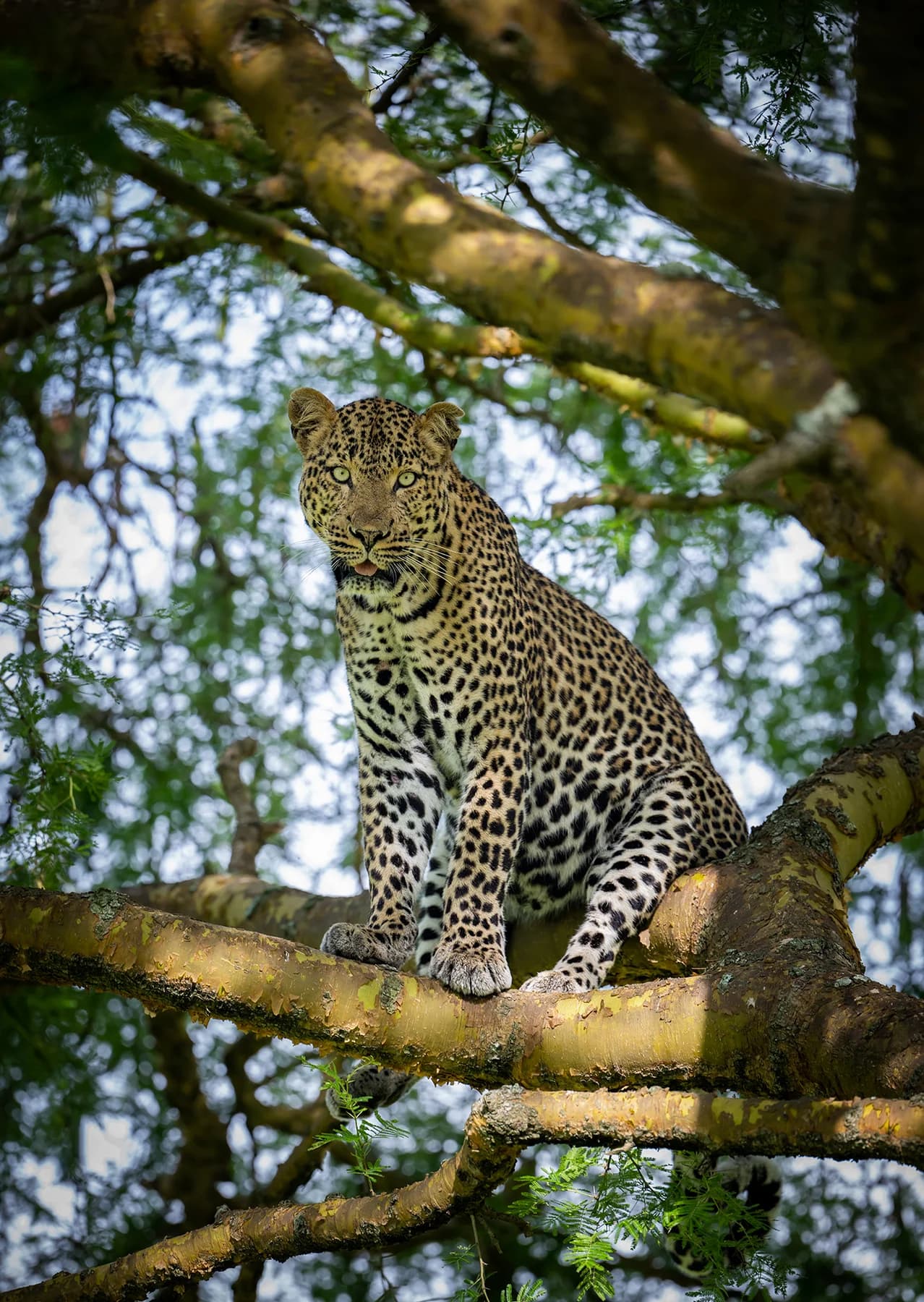Leopard resting in a tree in Queen Elizabeth National Park
