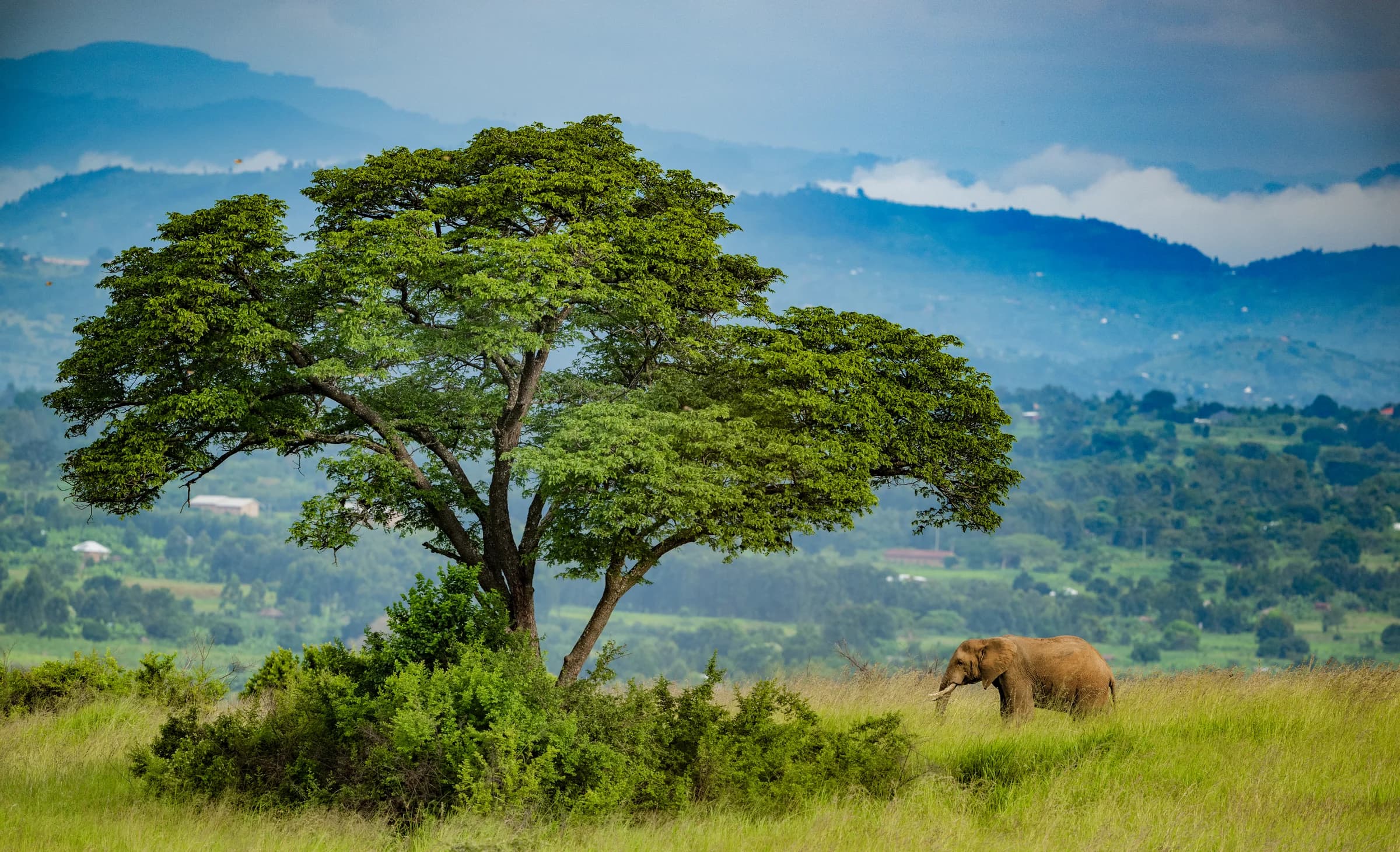 Elephant beneath a spreading tree in Queen Elizabeth National Park, Uganda