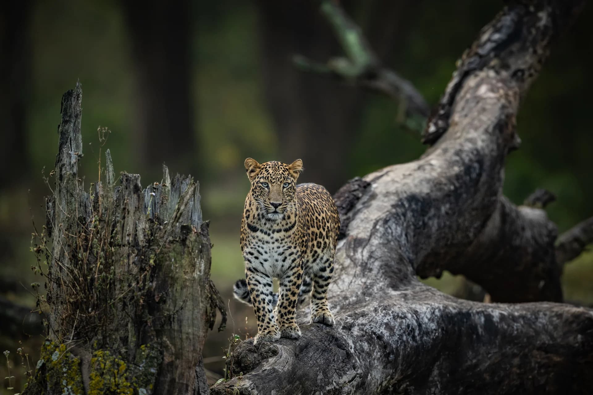 Leopard beside a fallen tree in Rajaji